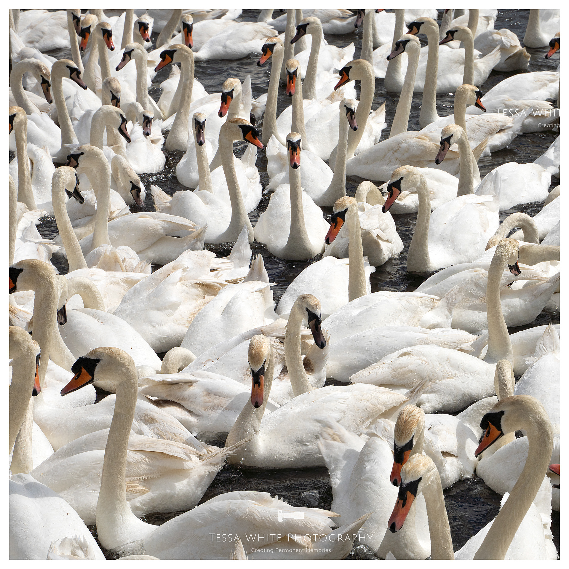 WL105 Mute Swan