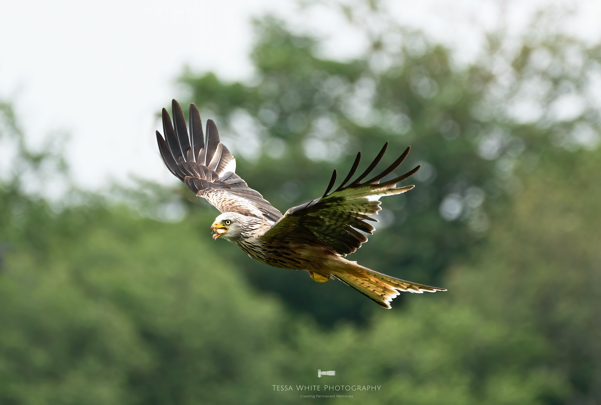 WL089 Red Kite