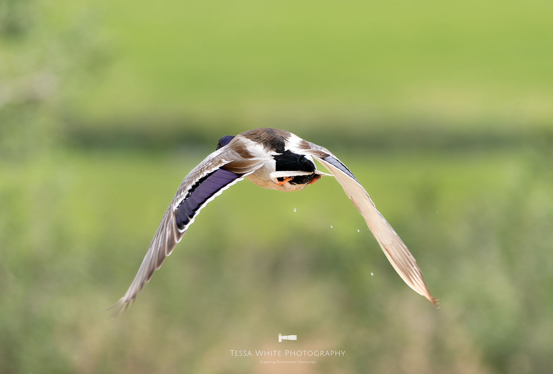 WL103 Male Mallard