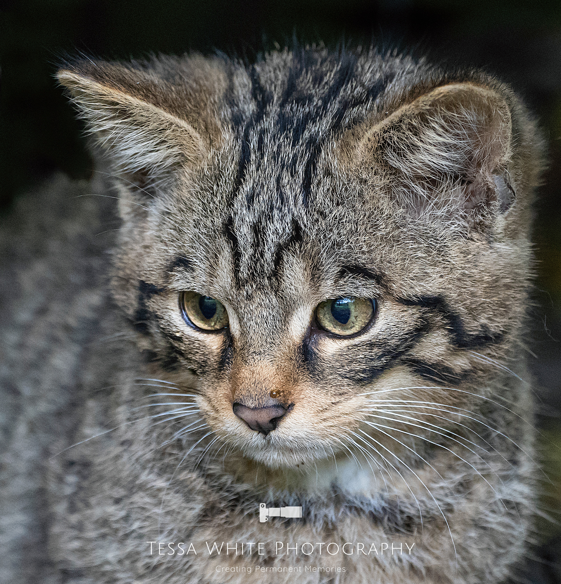 WL054   British Wildcat Kitten