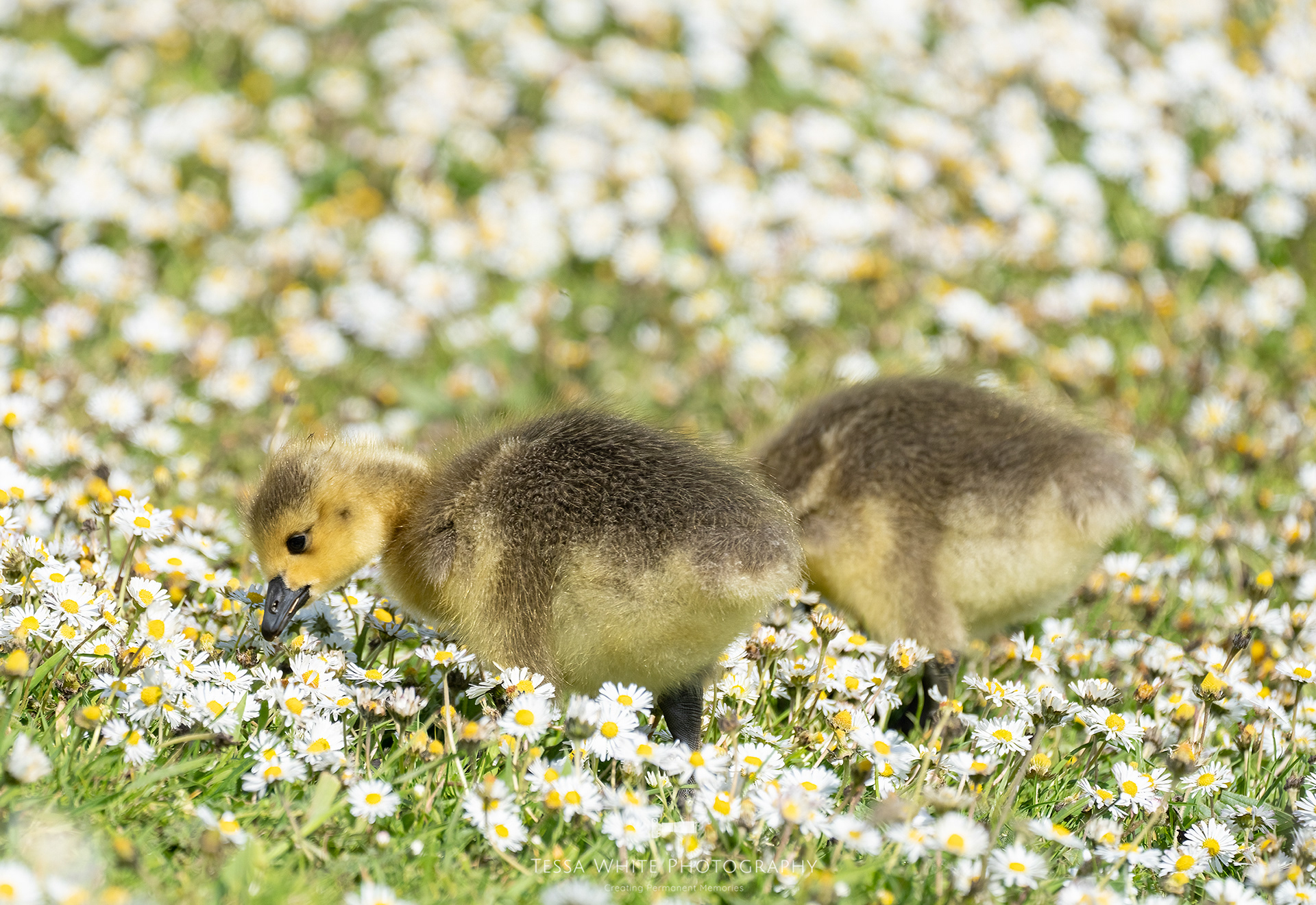 WL110 Canadian Geese Gosling