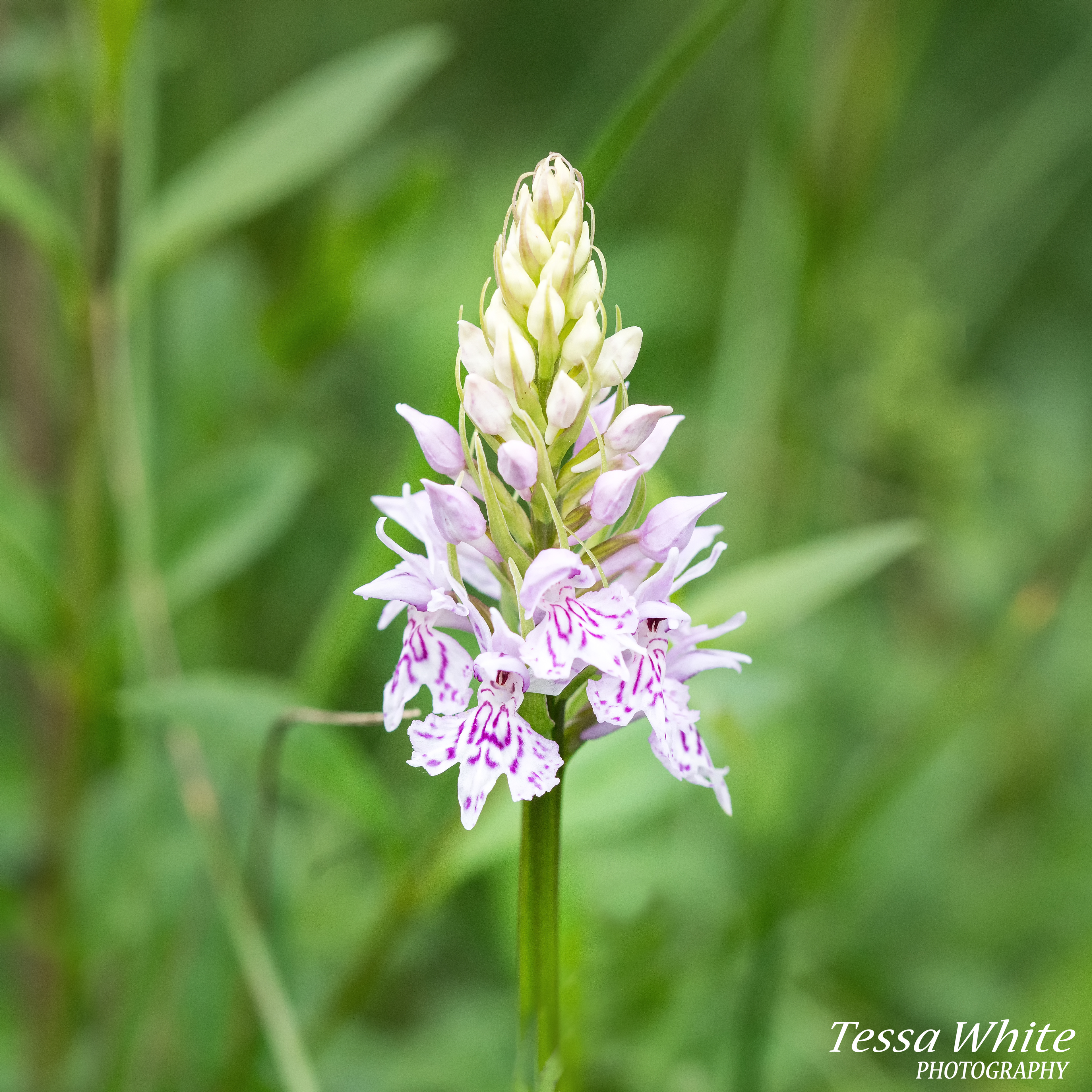F011   Common Spotted Orchid