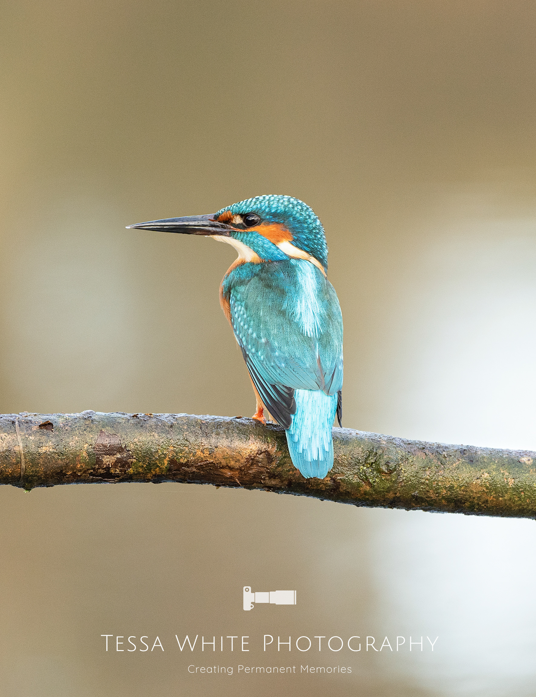 WL030   Kingfisher, River Stour