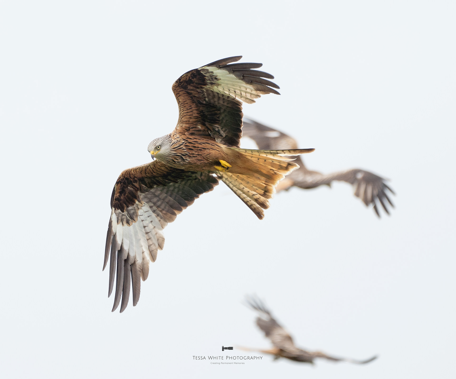 WL093 Red Kite