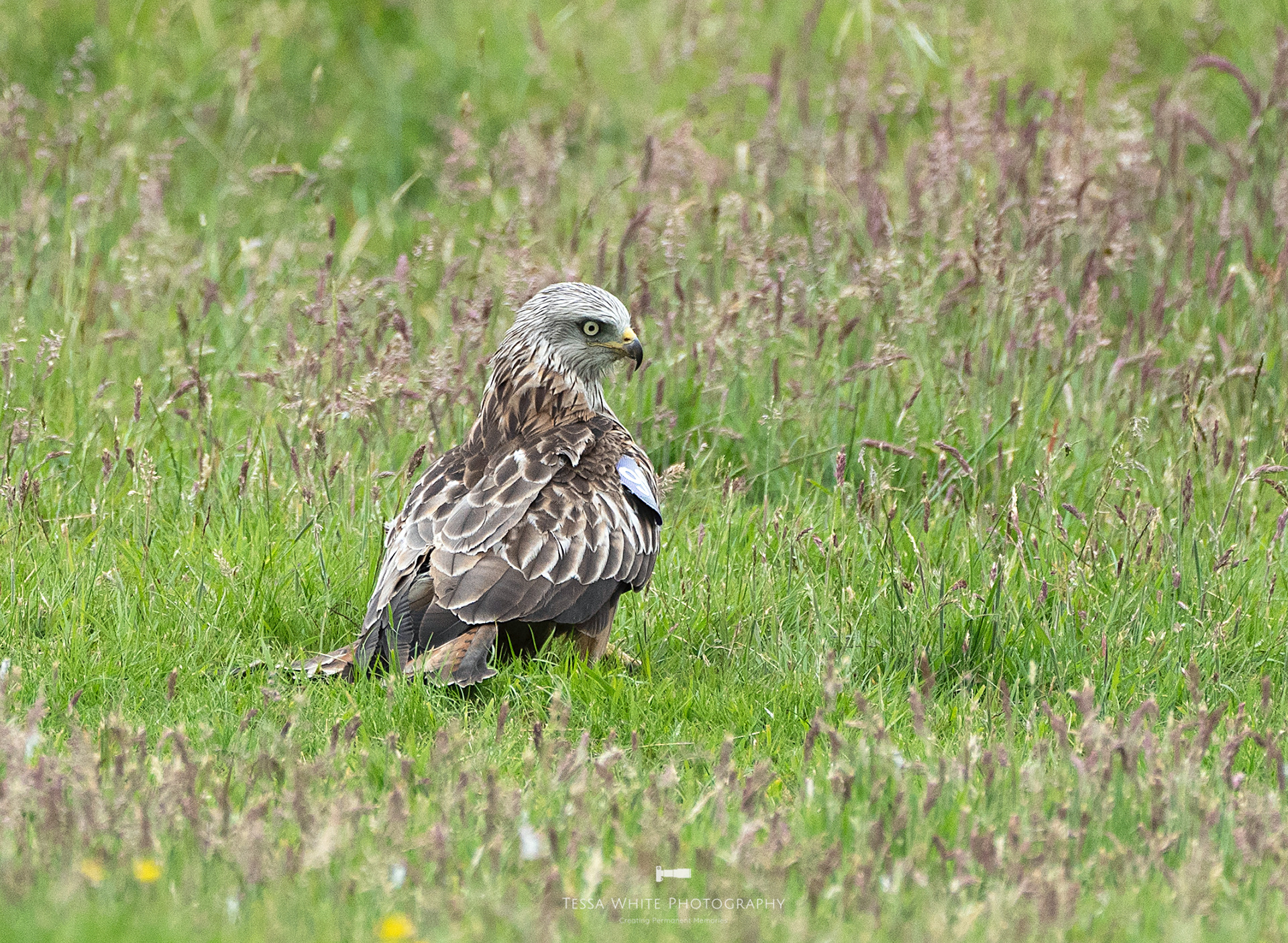 WL096 Red Kite
