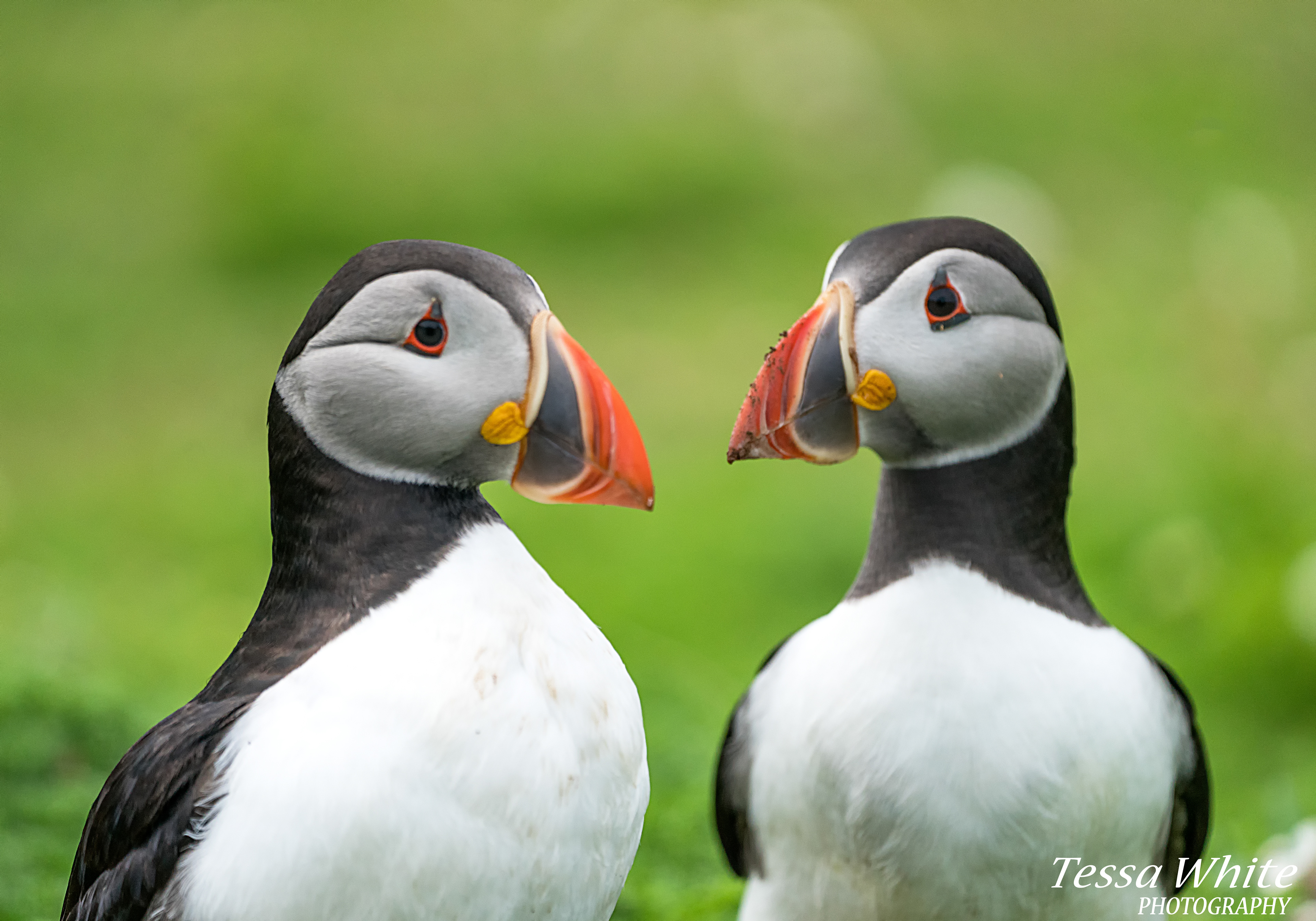 WL061     Skomer Puffins