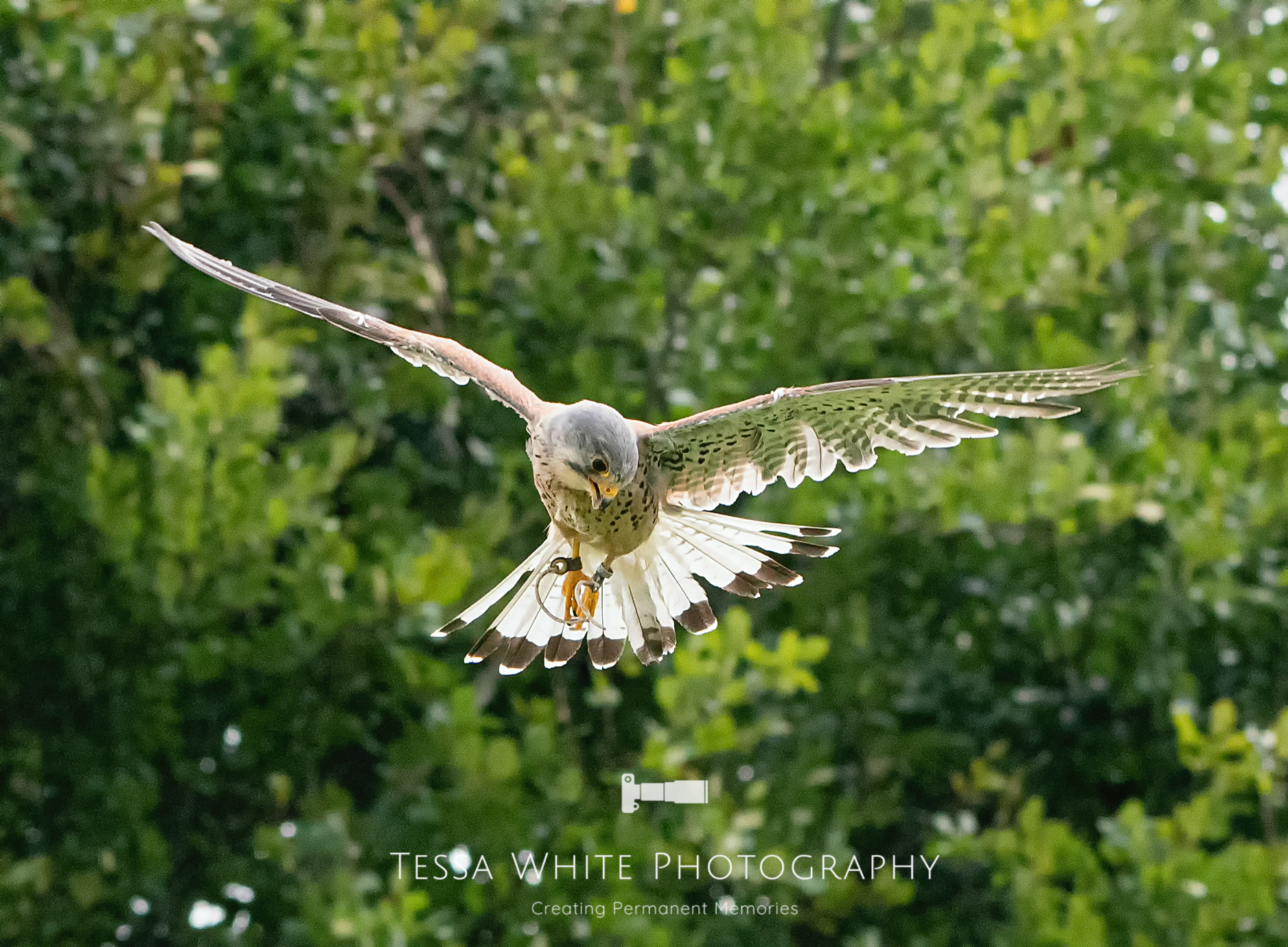 WL046  Kestrel, Mere Falconry