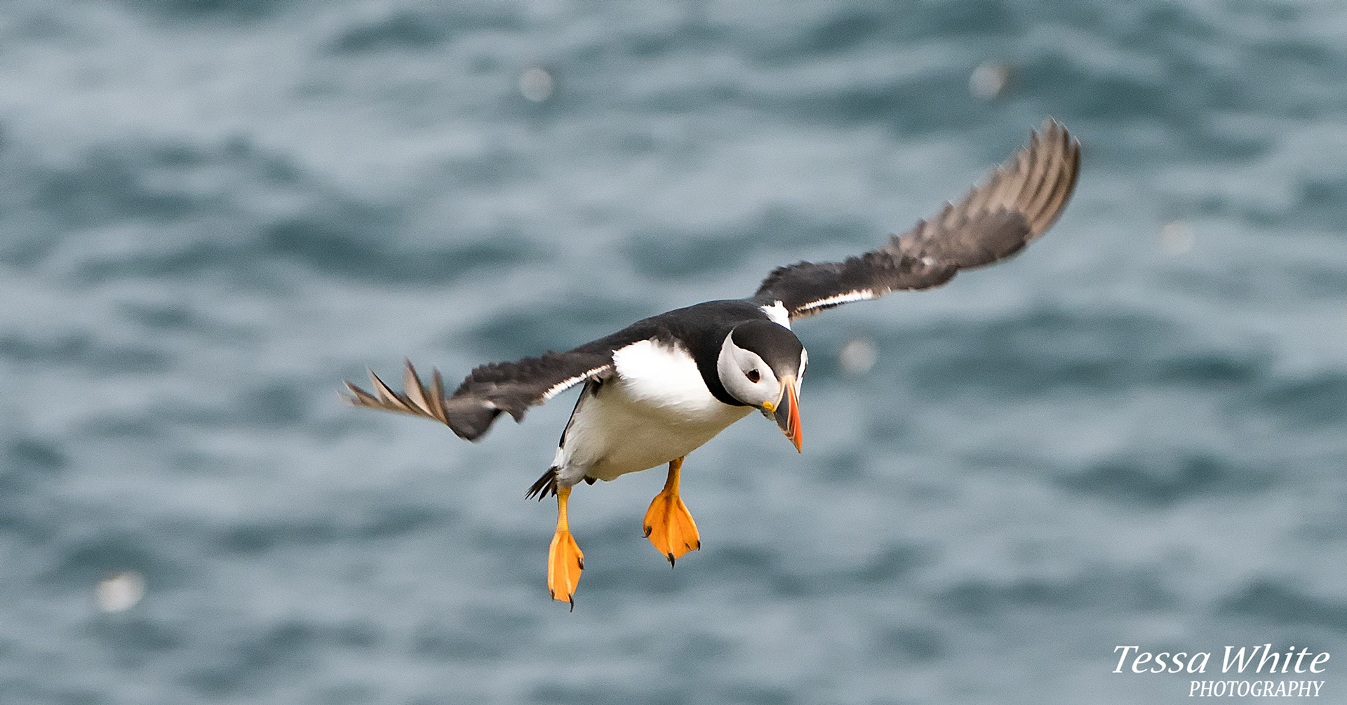 WL066     Skomer Puffins