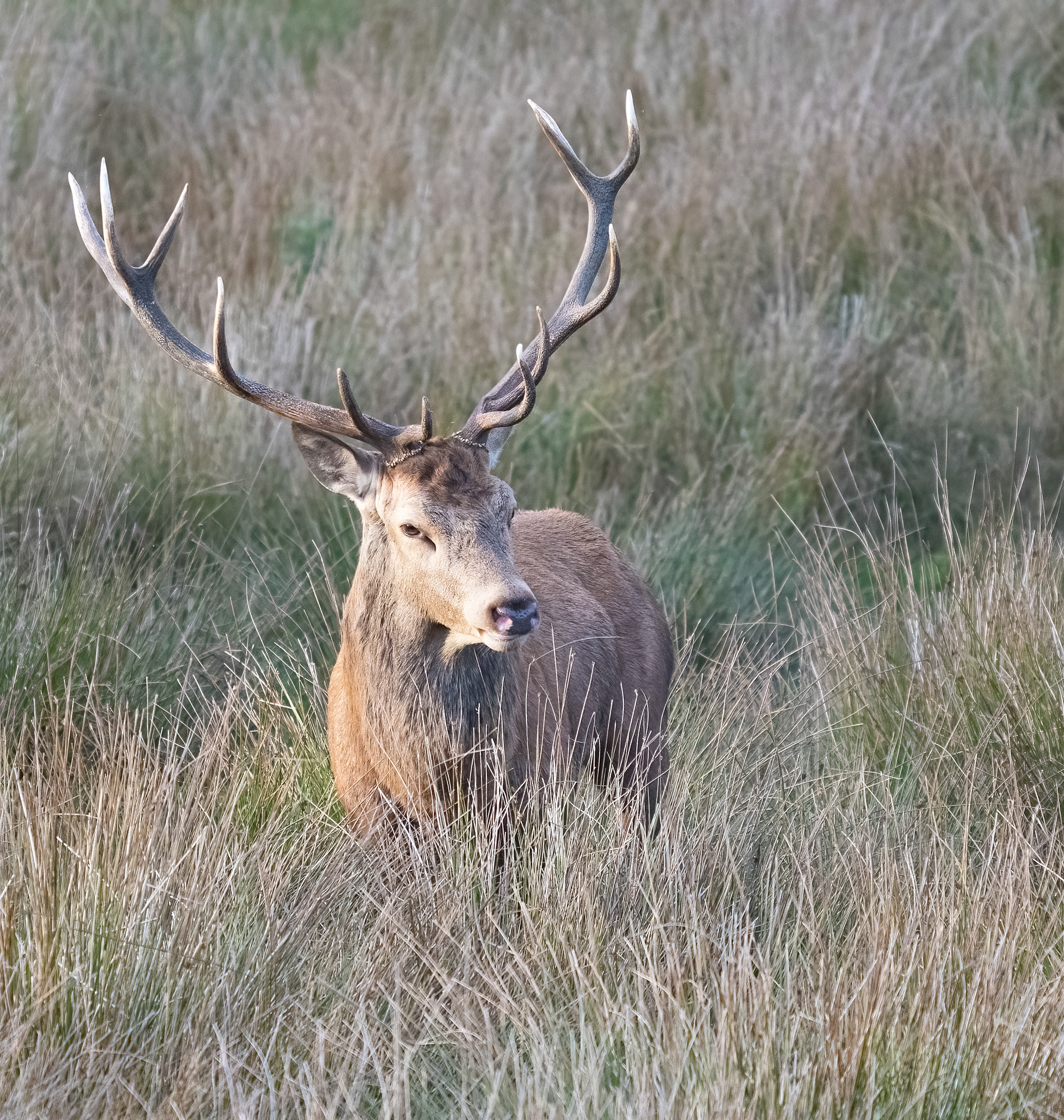 Red Deer