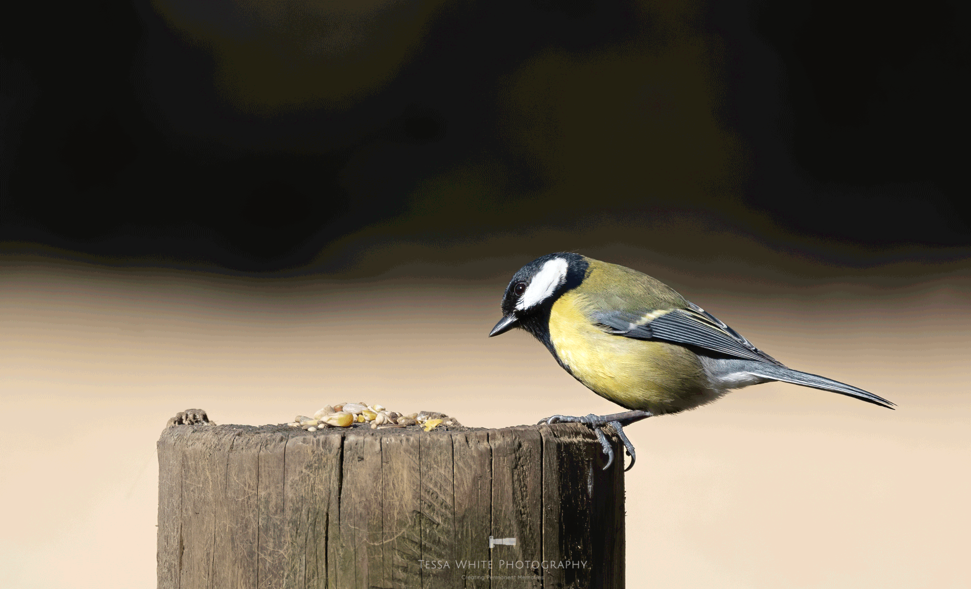 WL079 Great Tit