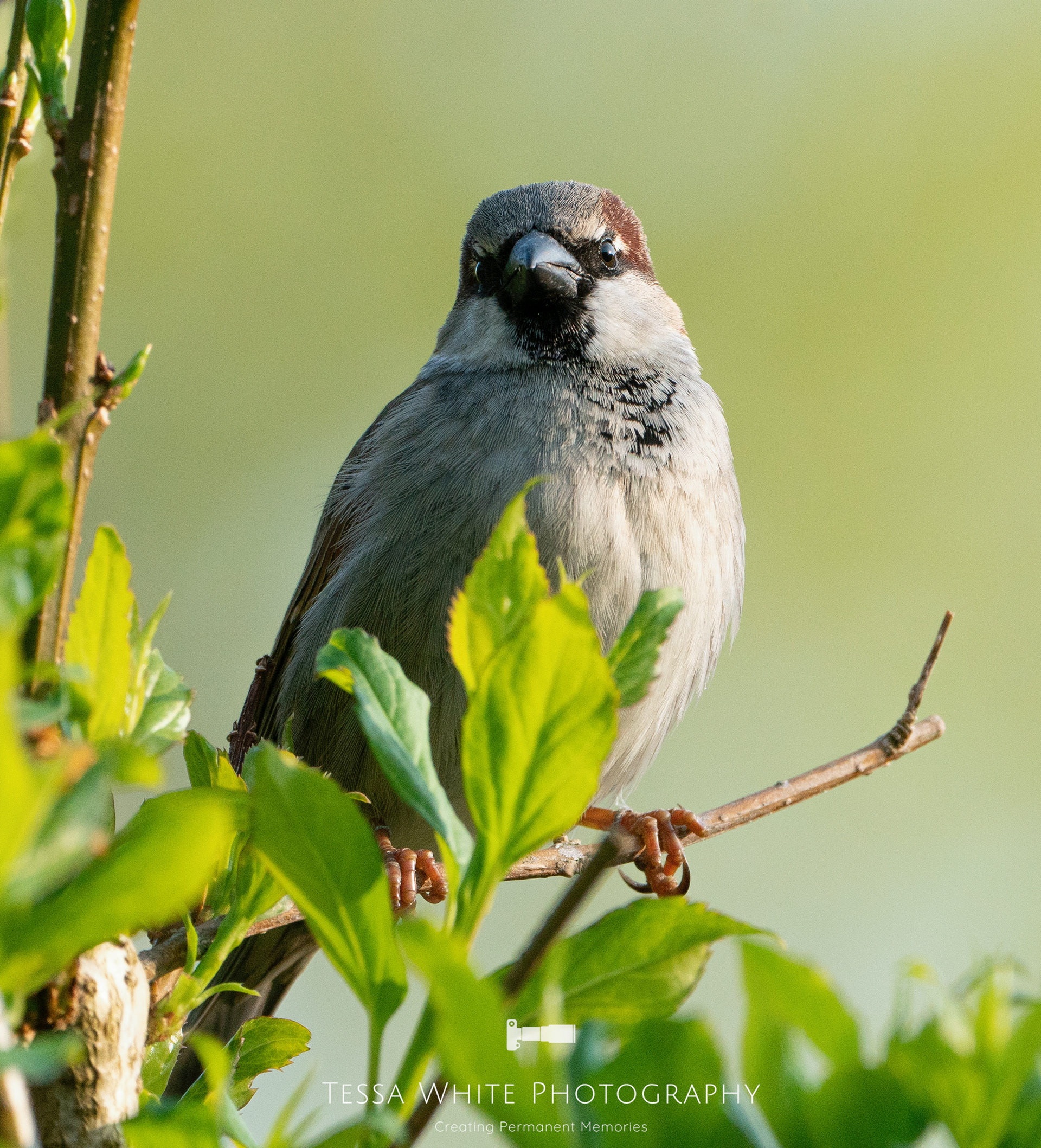 WL053 House Sparrow