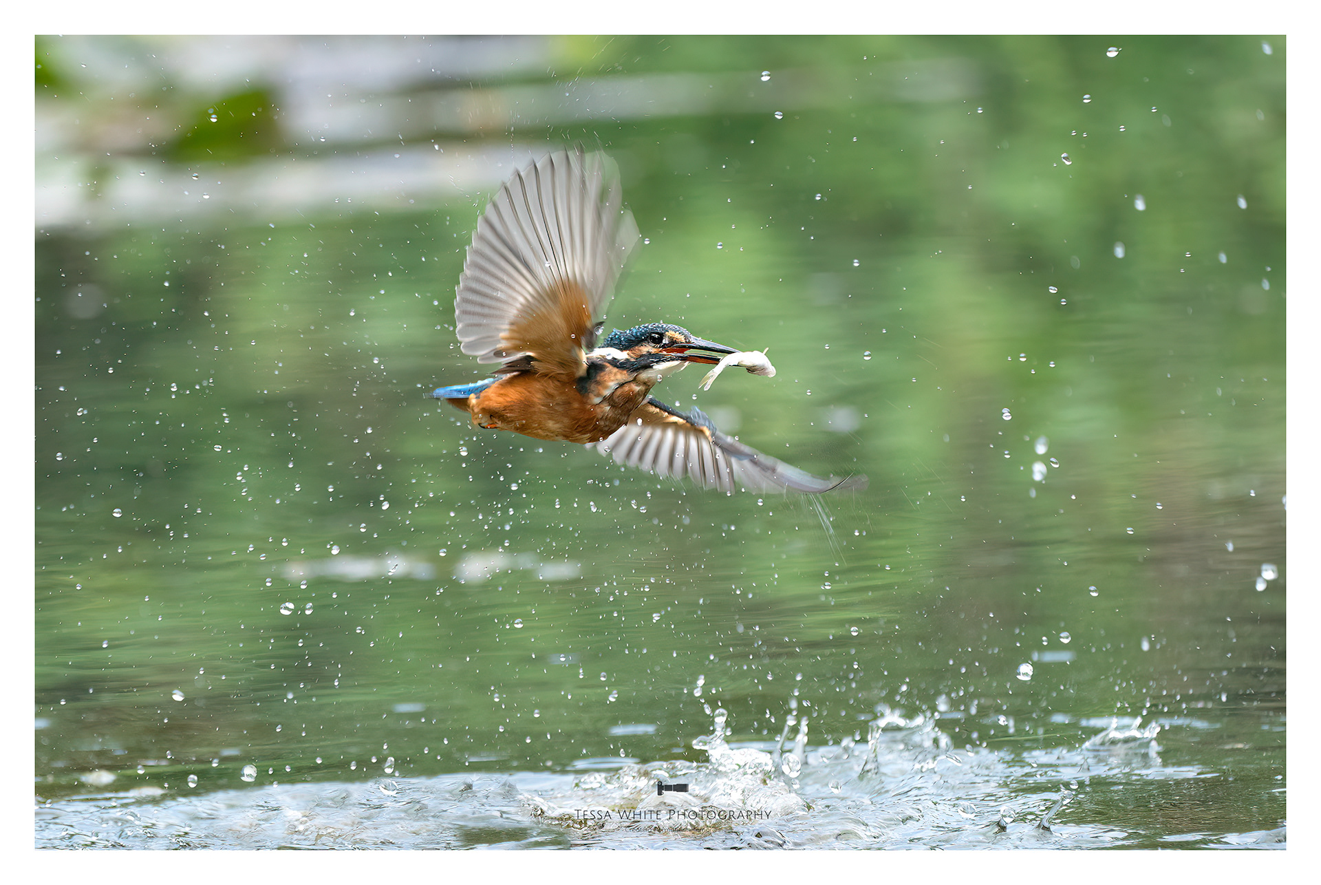 WL116 Kingfisher
