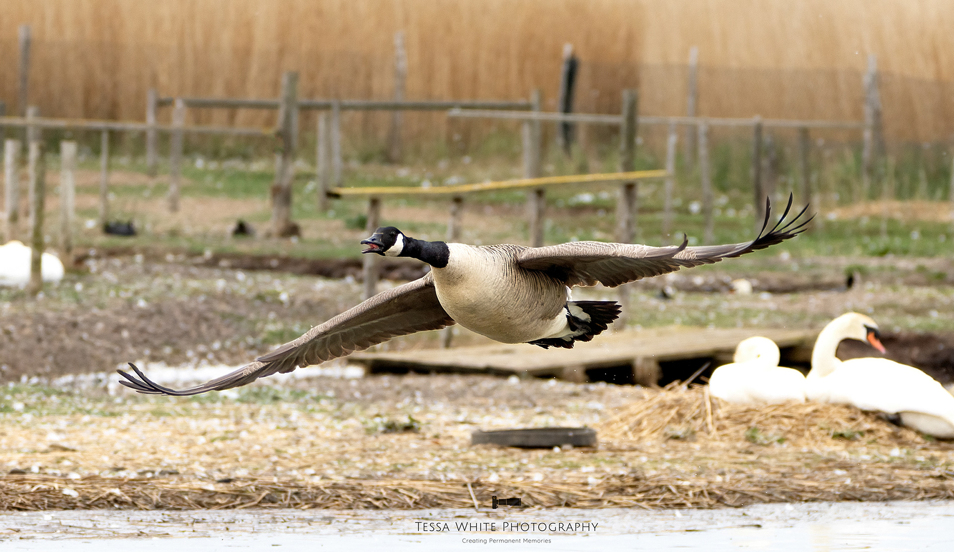 WL108 Canadian Goose