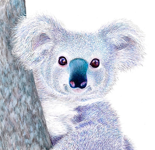 Koala In Tree Canvas Artwork by Jos Coufreur