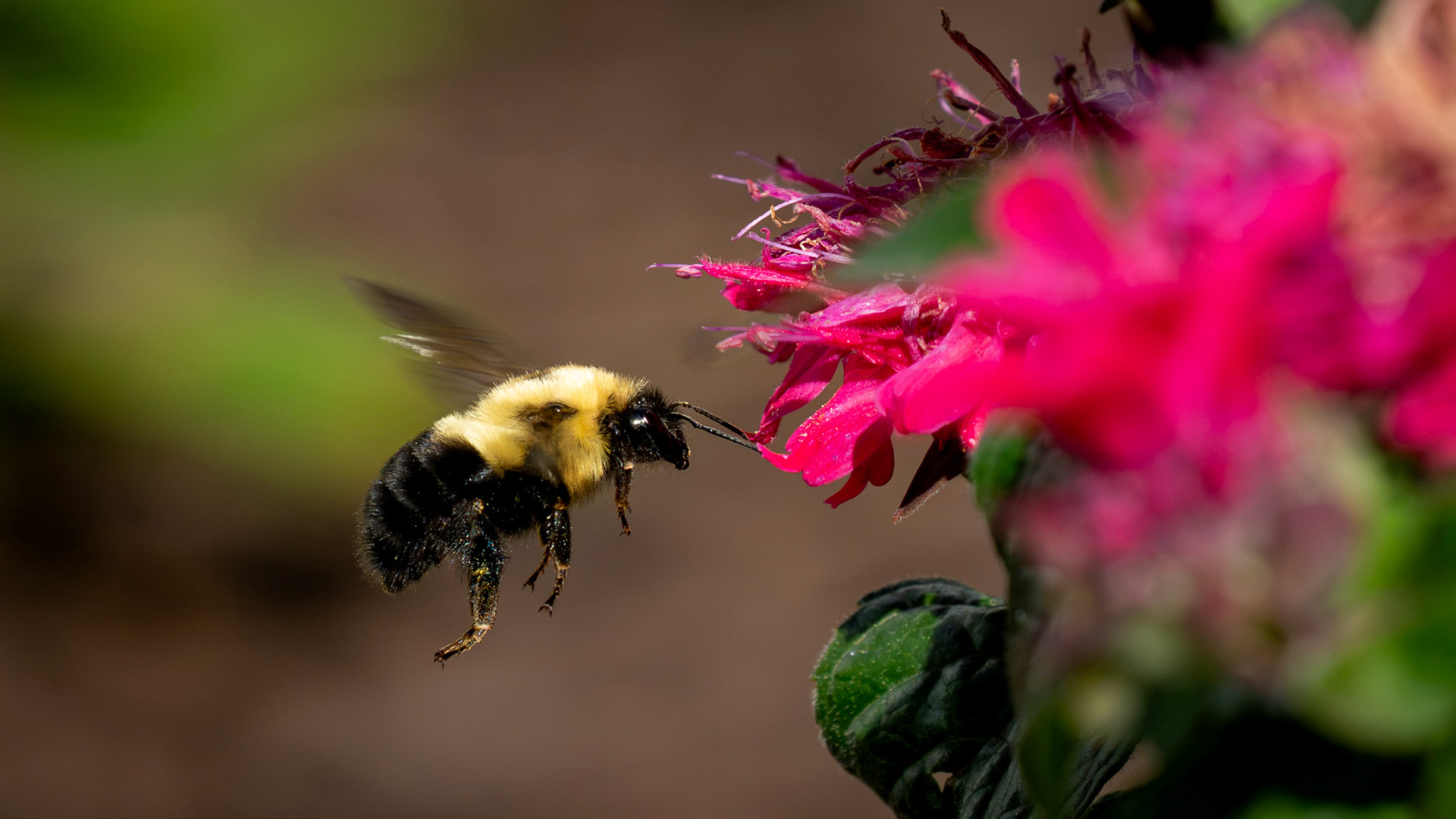 Bumblebee