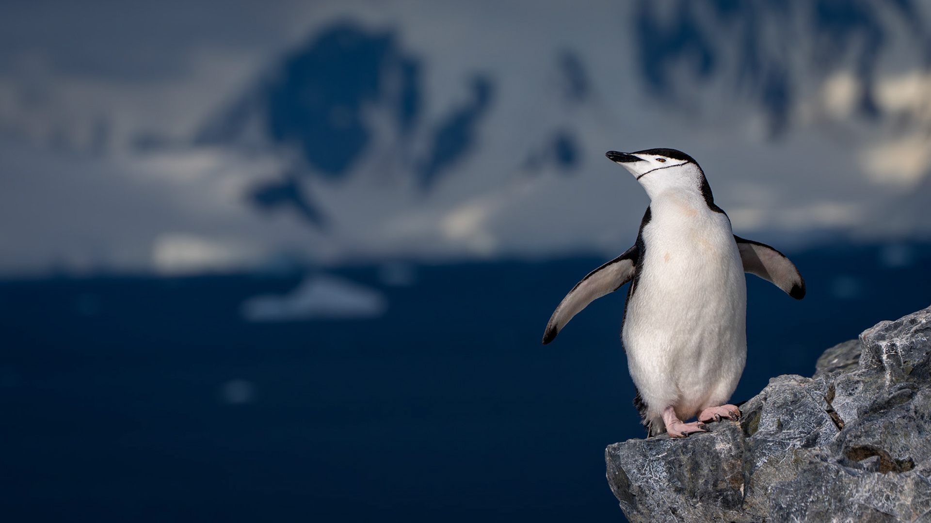 Chinstrap Penguin in Antarctica