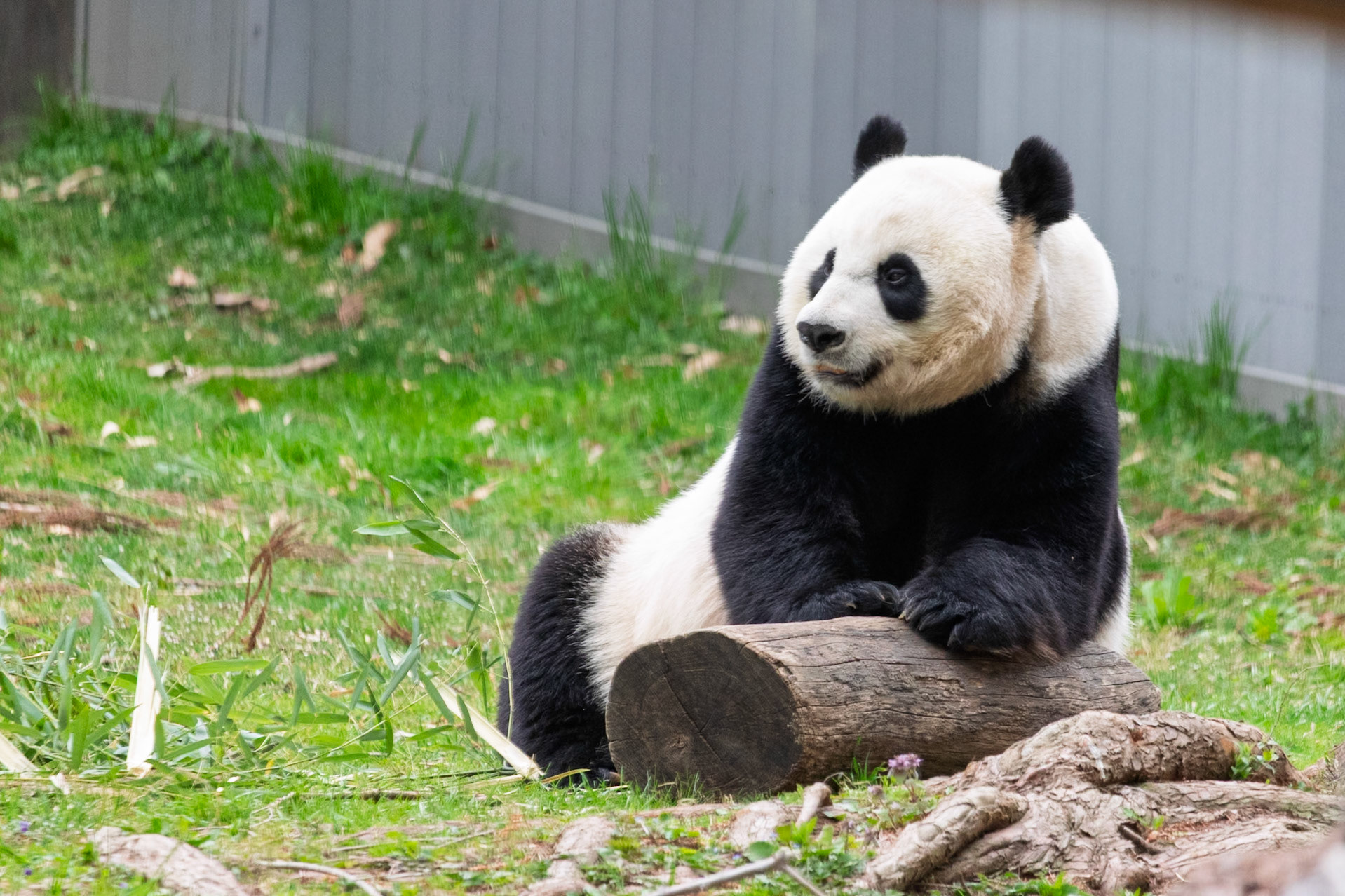 National Zoo at National Zoo