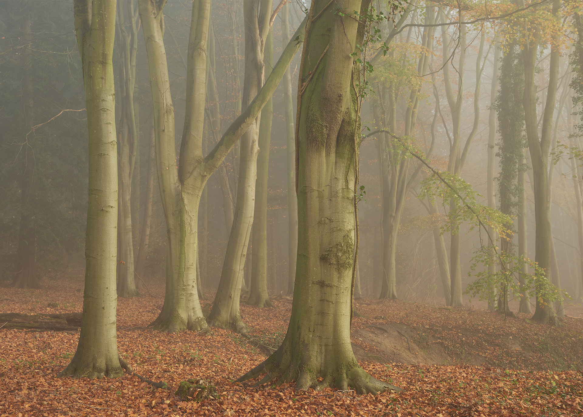 Morning Mist in the Beech Wood