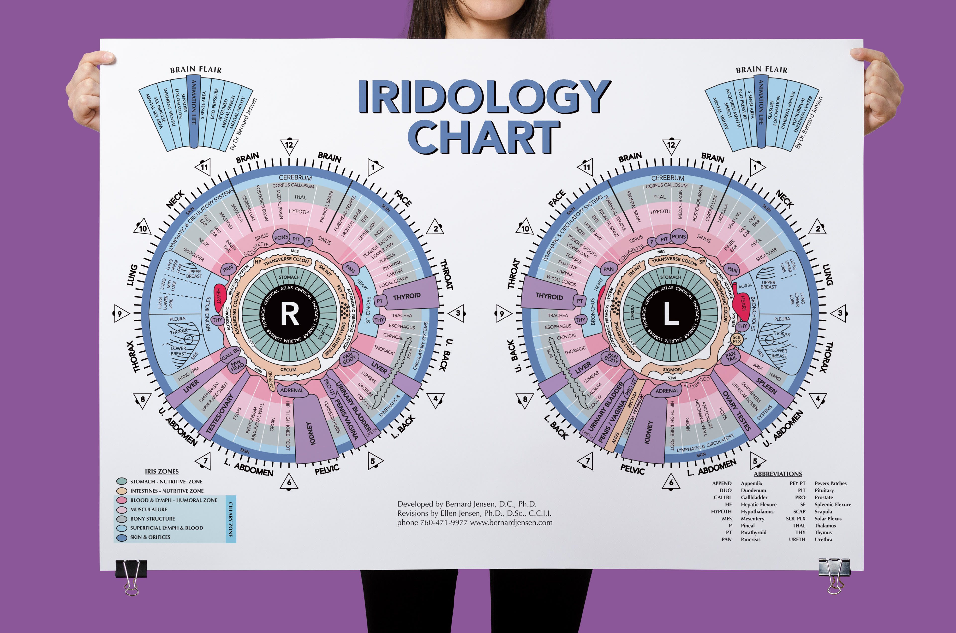 Illustration of iridology chart