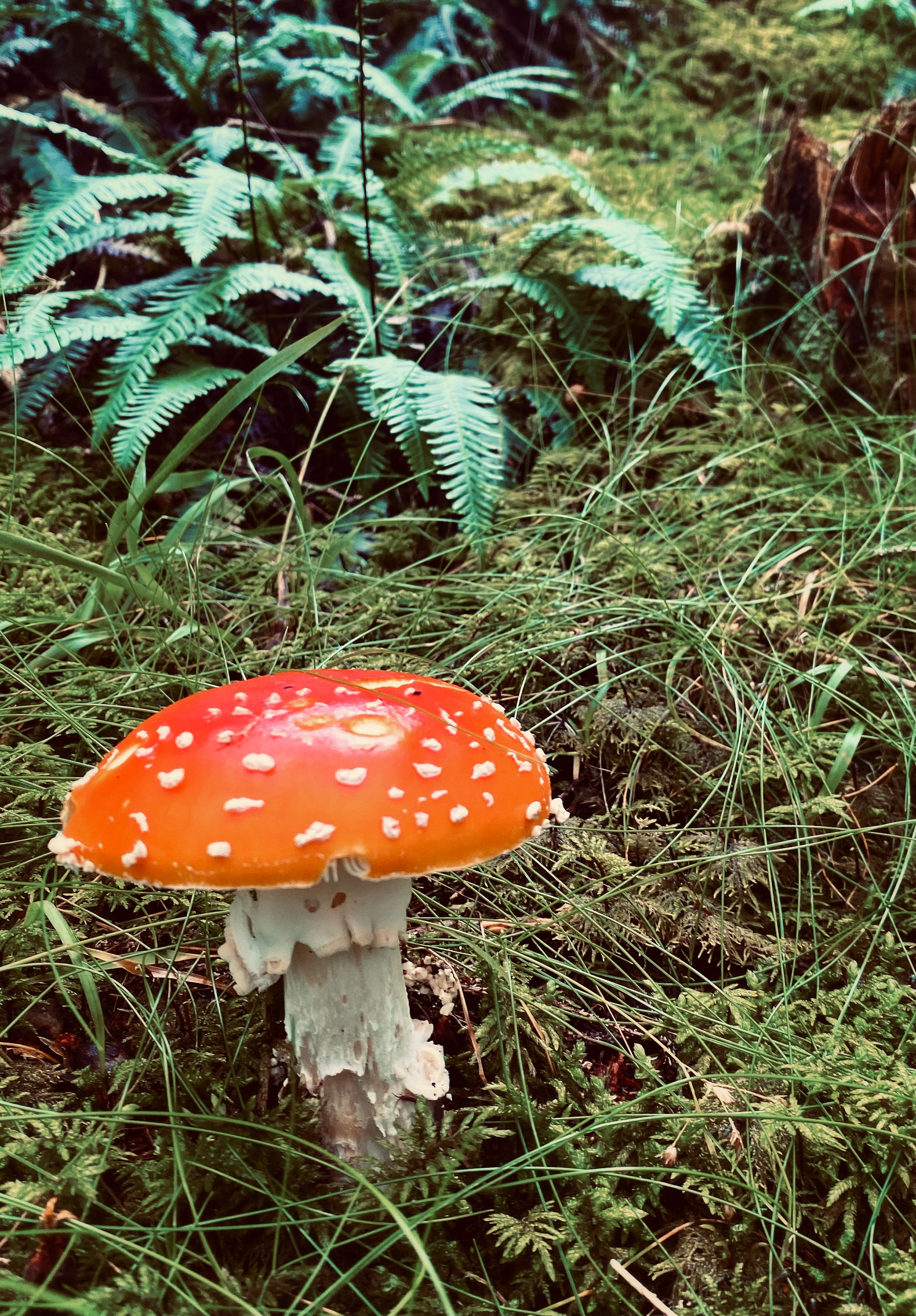 Photography / Foto  / Design / Madeline Müller / Grafik Design / graphic design / Illustration 