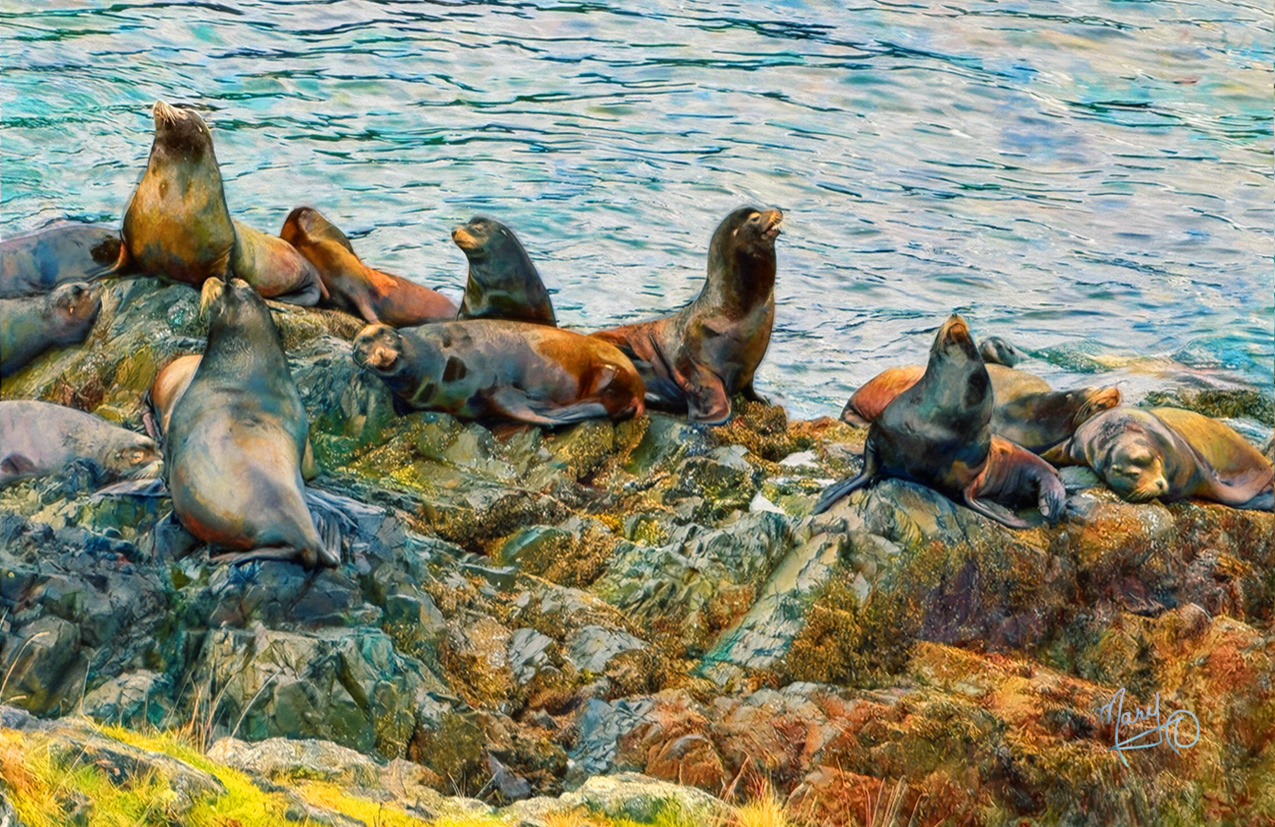 Seal Lions Neck Point Park 2 VI Series #69