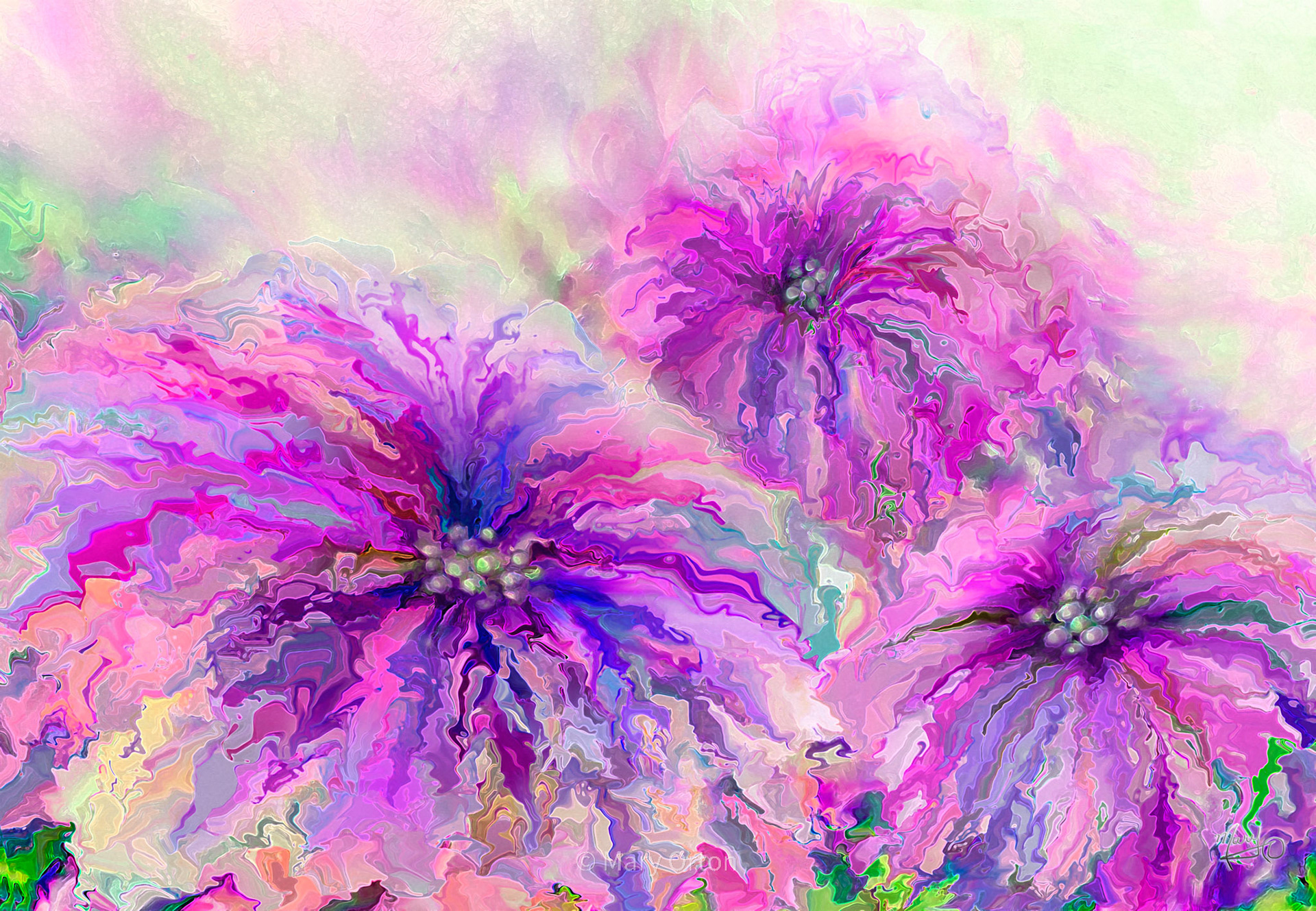 Dahlias