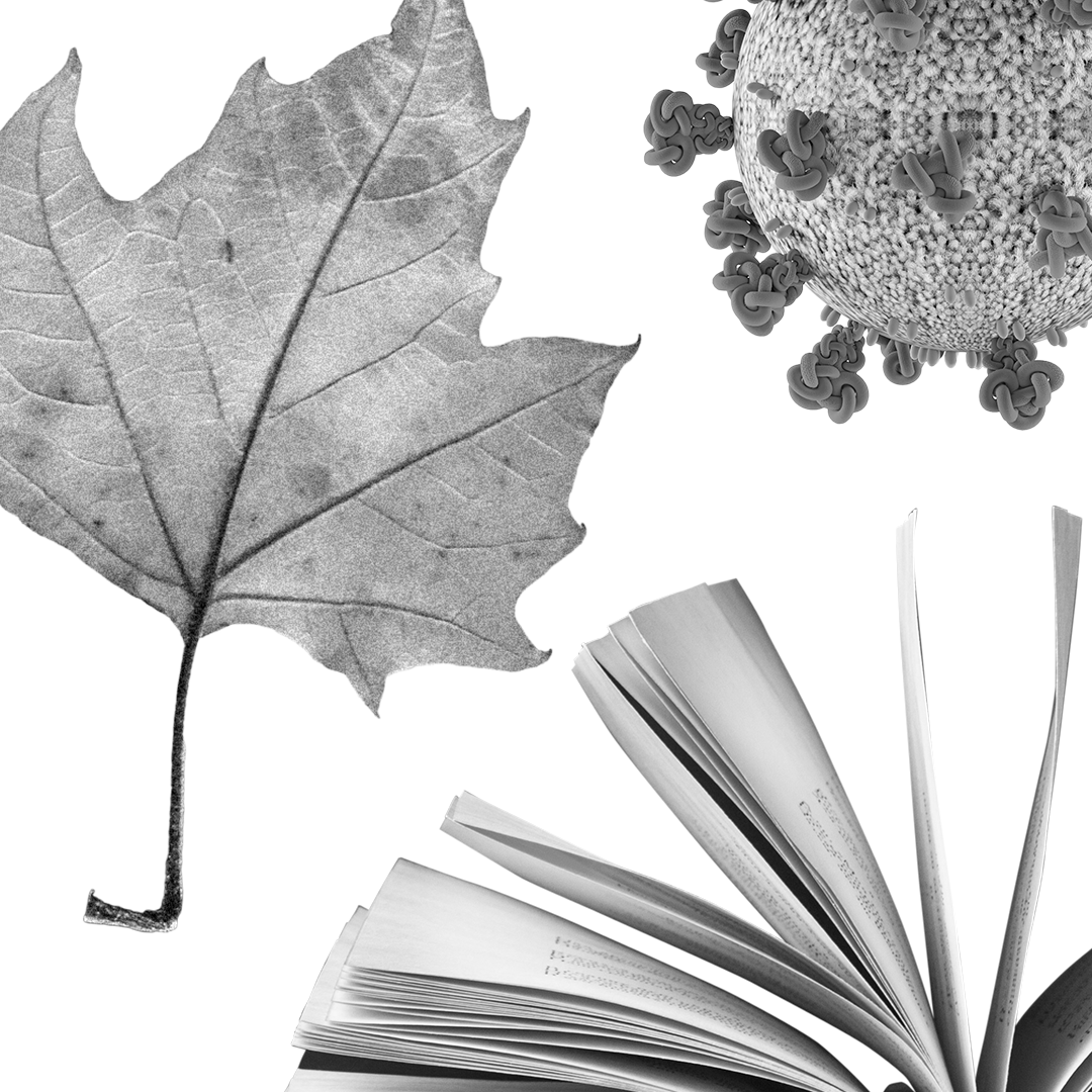 Photo elements