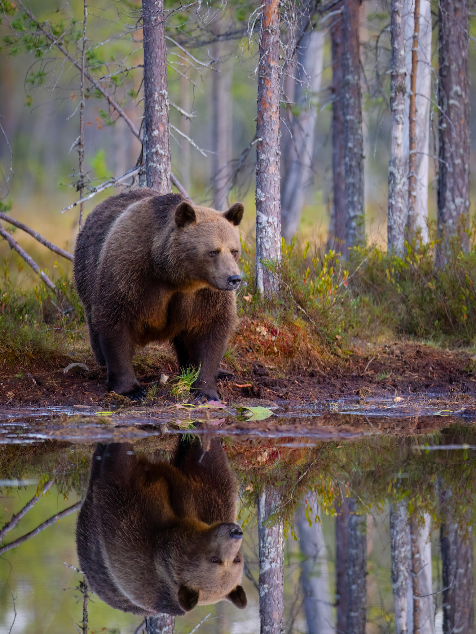 Brown Bear Finland