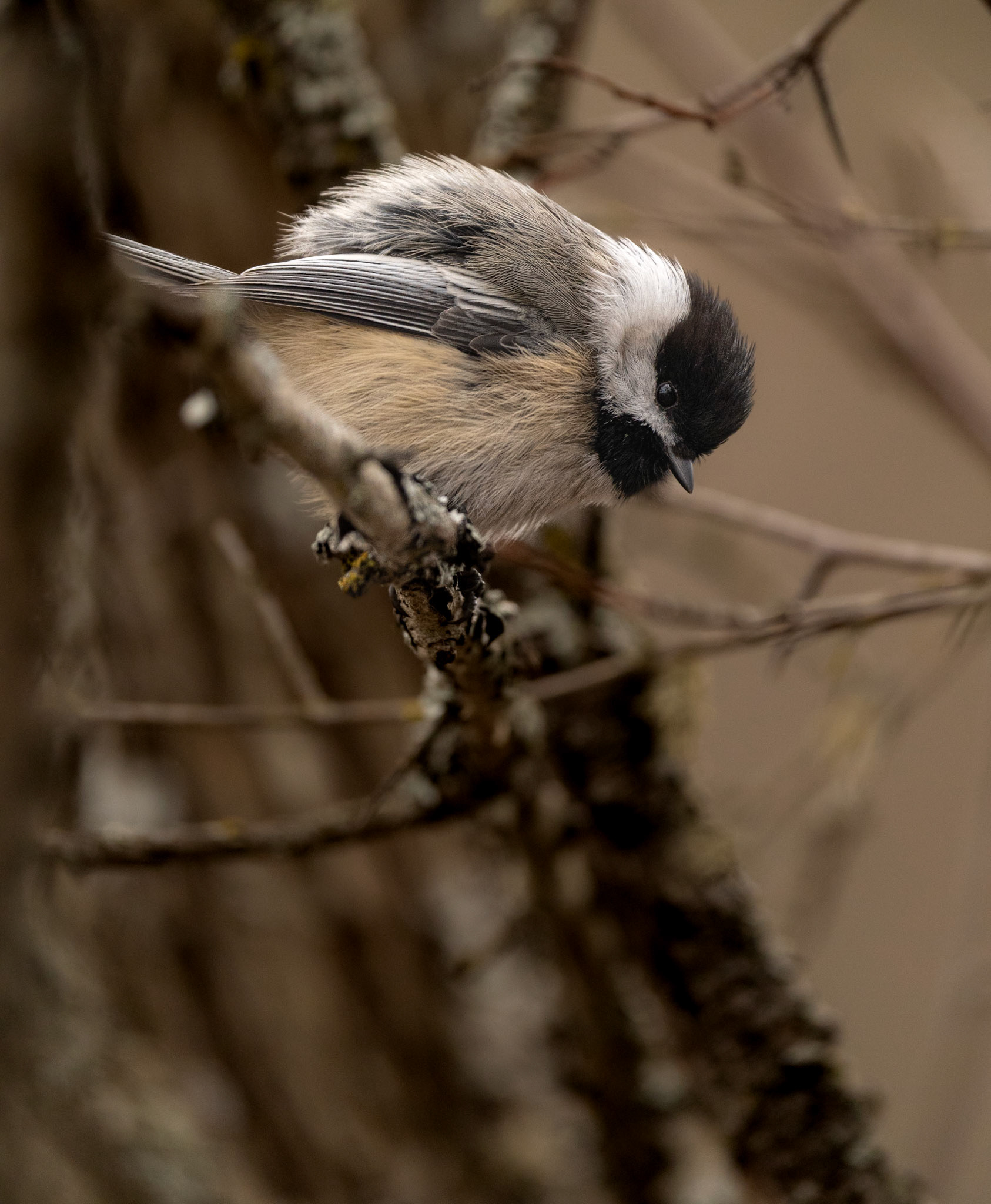Black-Capped Chickadee