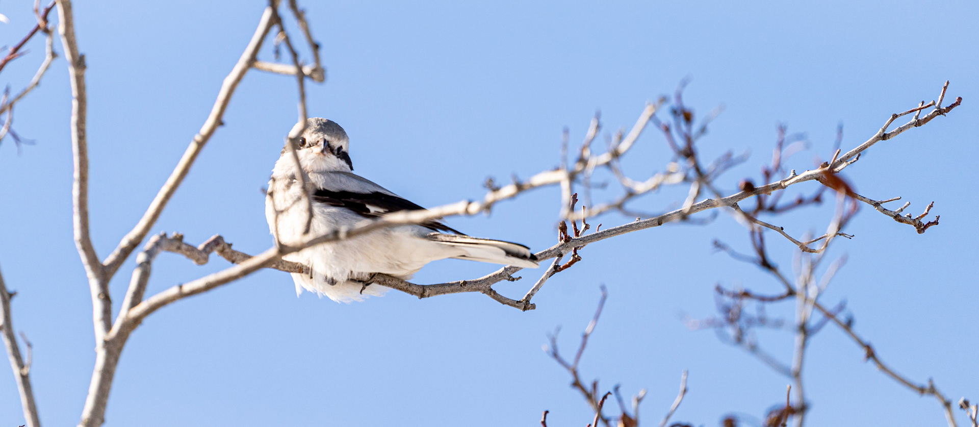 Northern Shrike