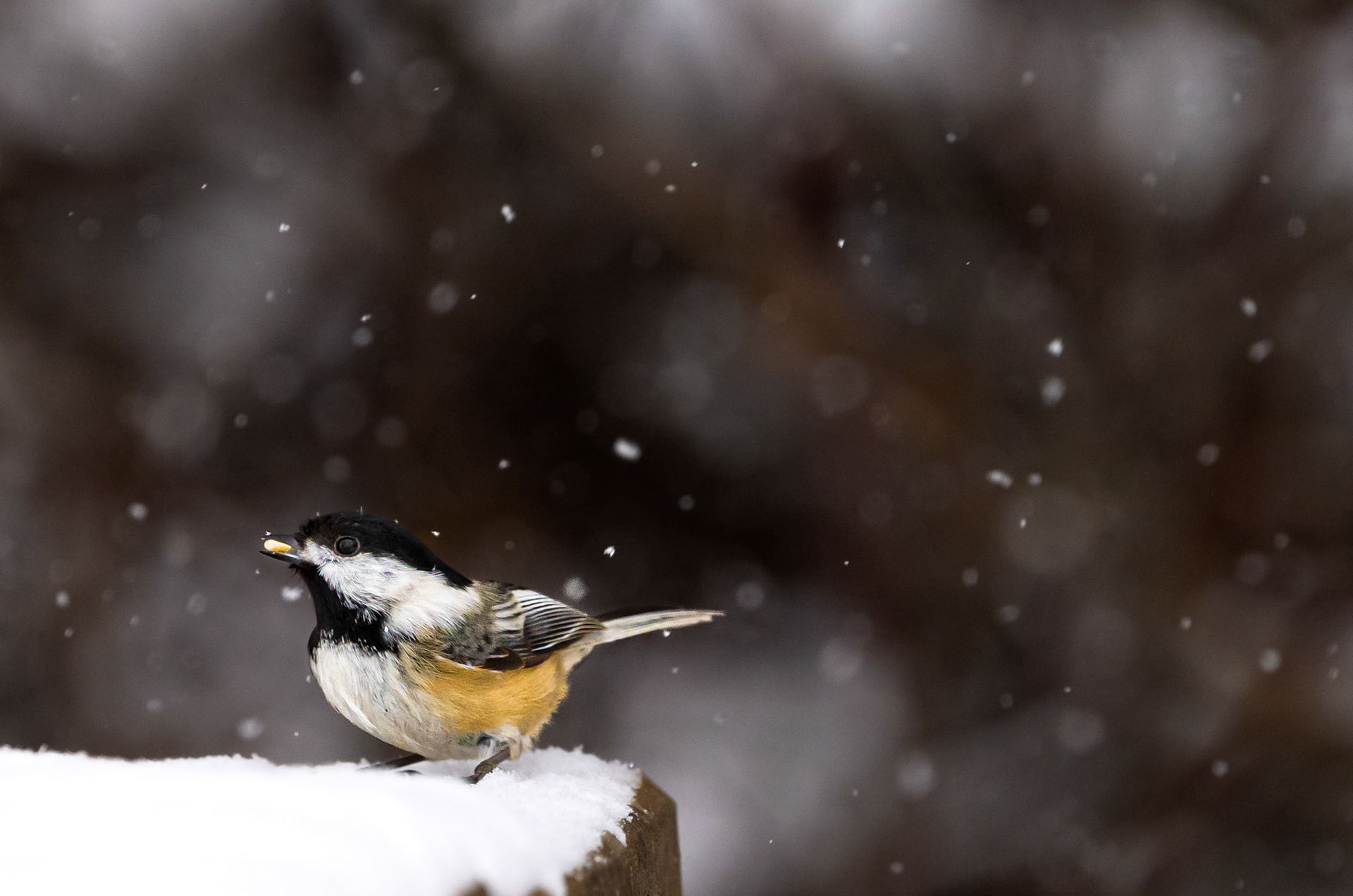 Black-Capped Chickadee