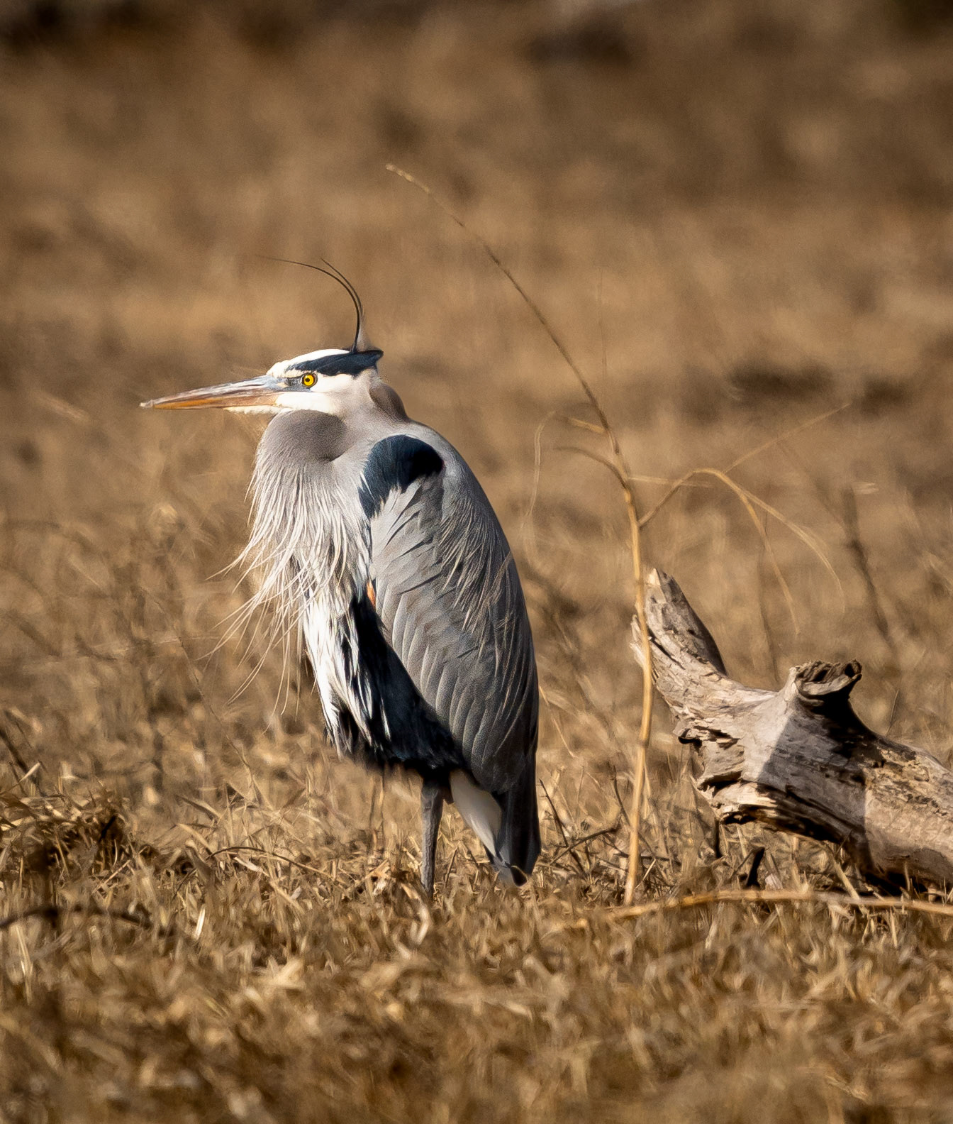 Great Blue Heron