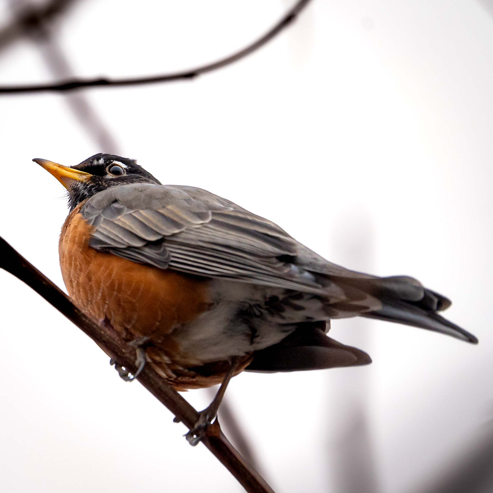 American Robin
