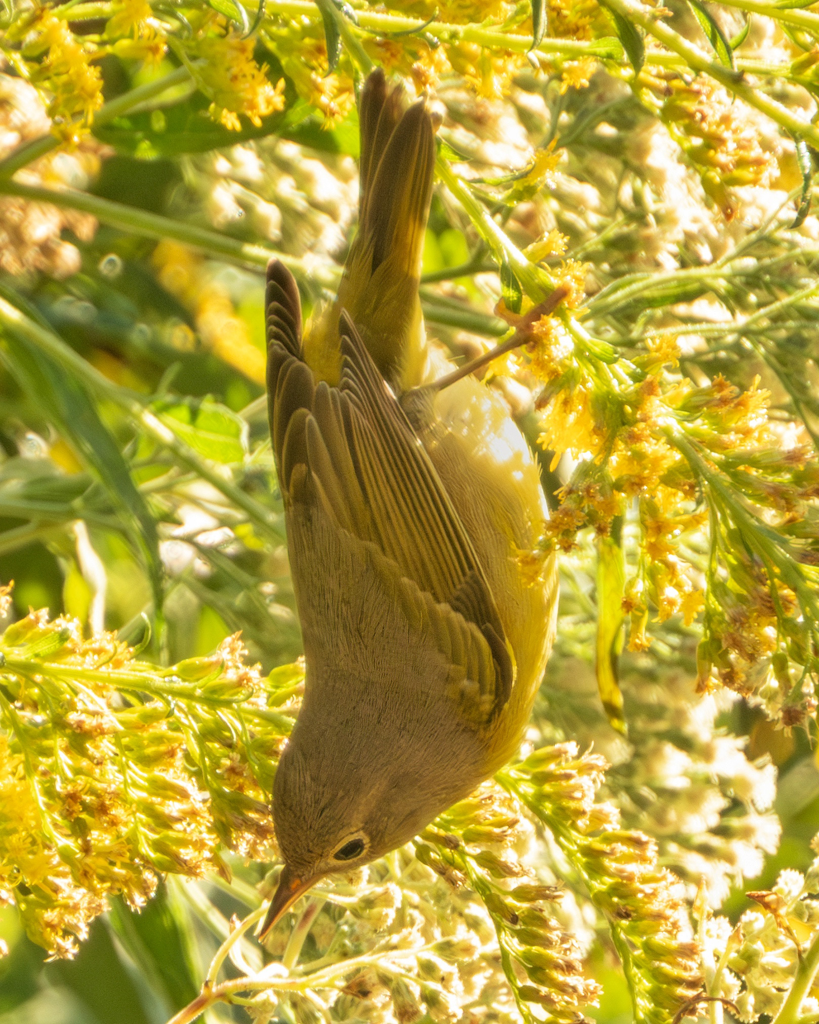 Orange Crowned