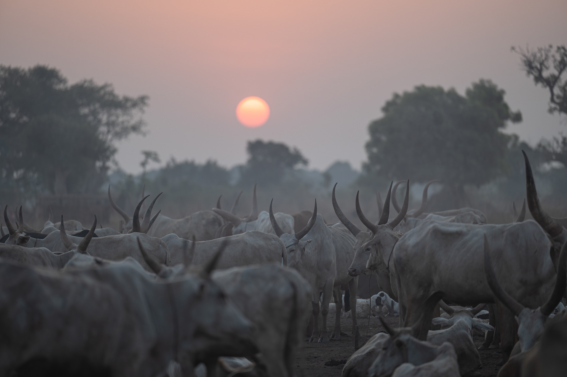 Morning dawns in the Mundari cattle camp