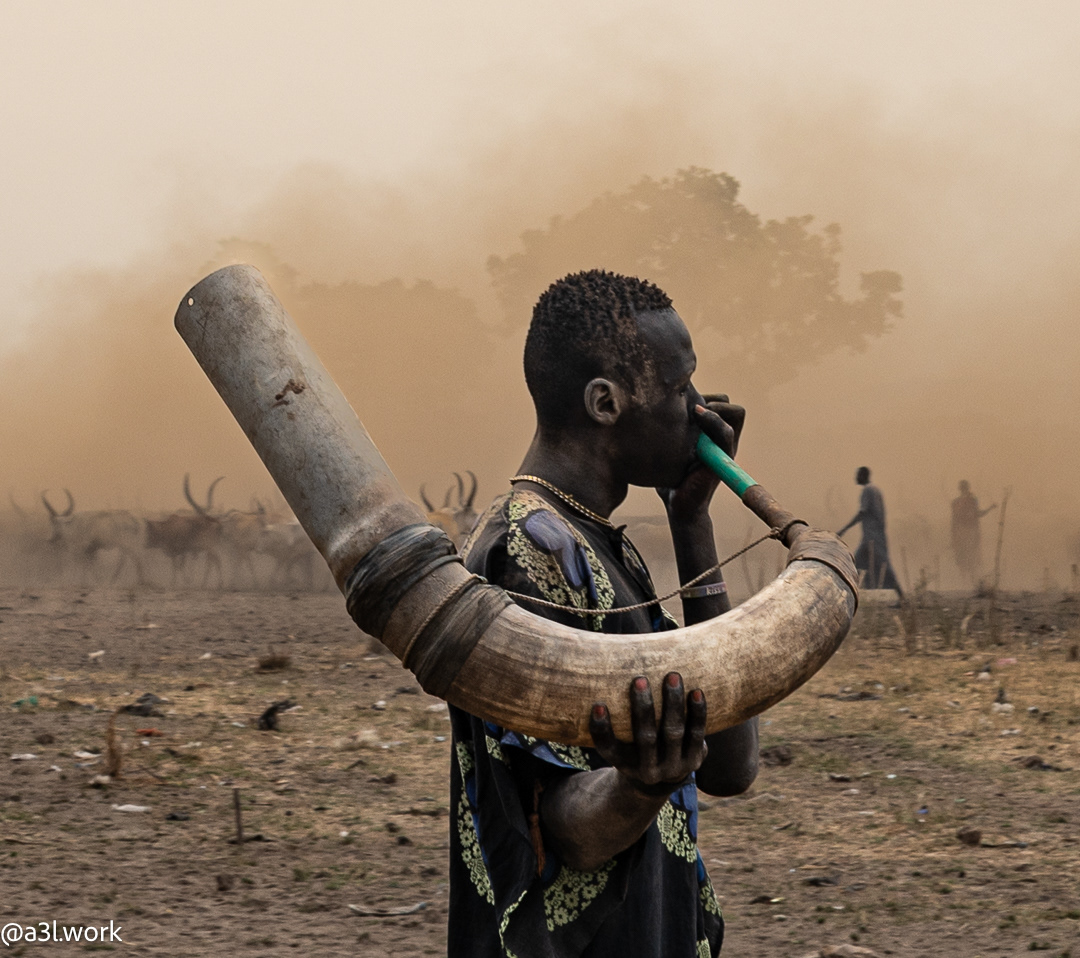Calling the cattle in at days end
