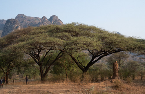 Termite tower on the right. 