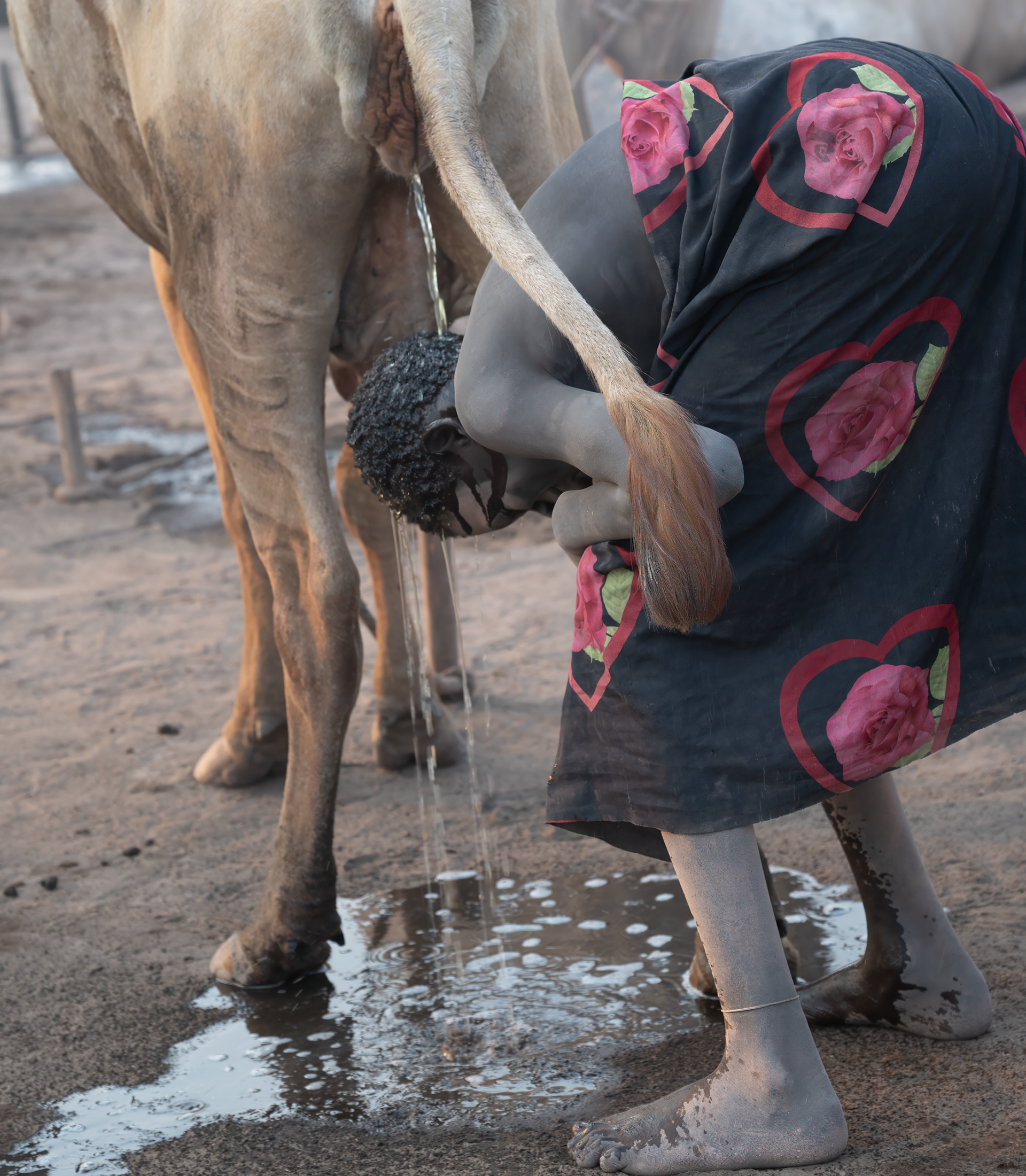 Some Mundari men and boys will bathe in cow urine. The uric acid has antiseptic properties and will turn their hair an orange tinge, which they regard as beautiful. 