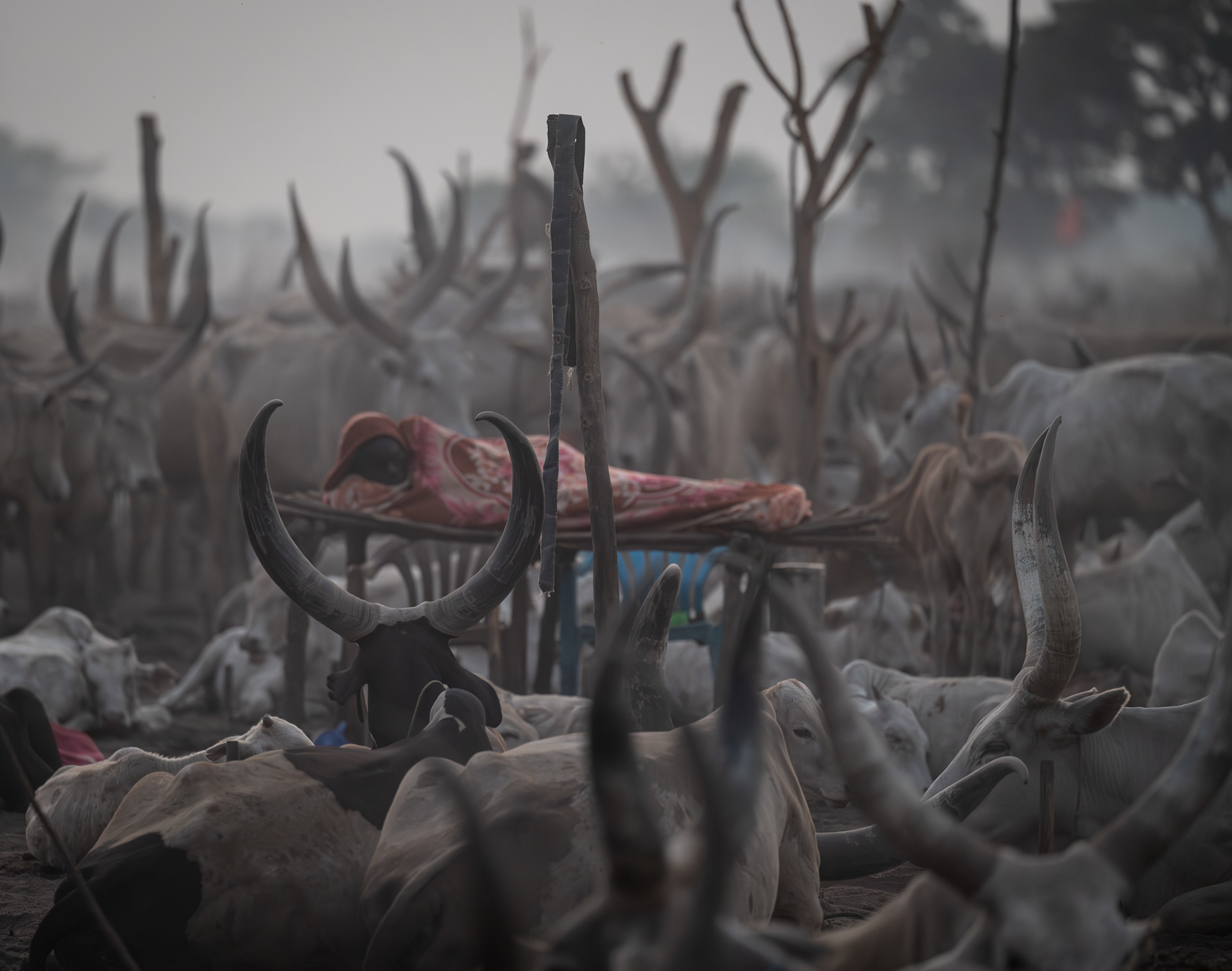 Sleeping cots for the adult men