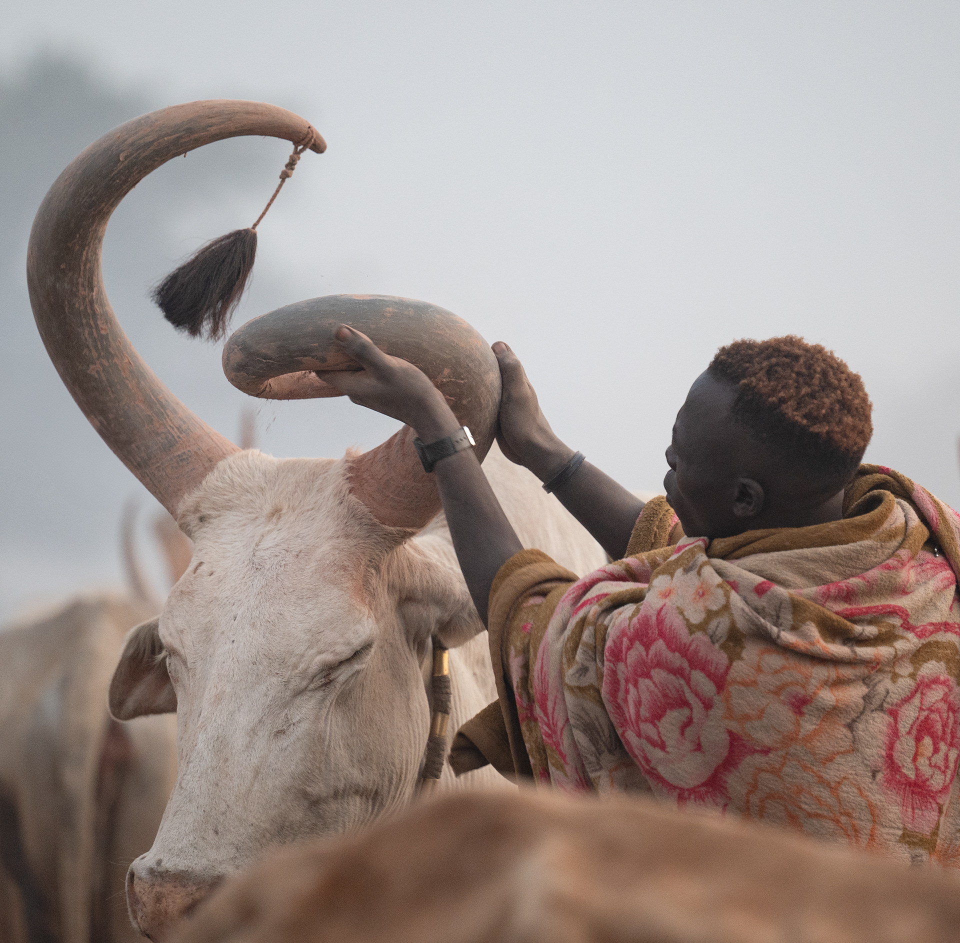 Rubbing ash on the horns of a prized bull.