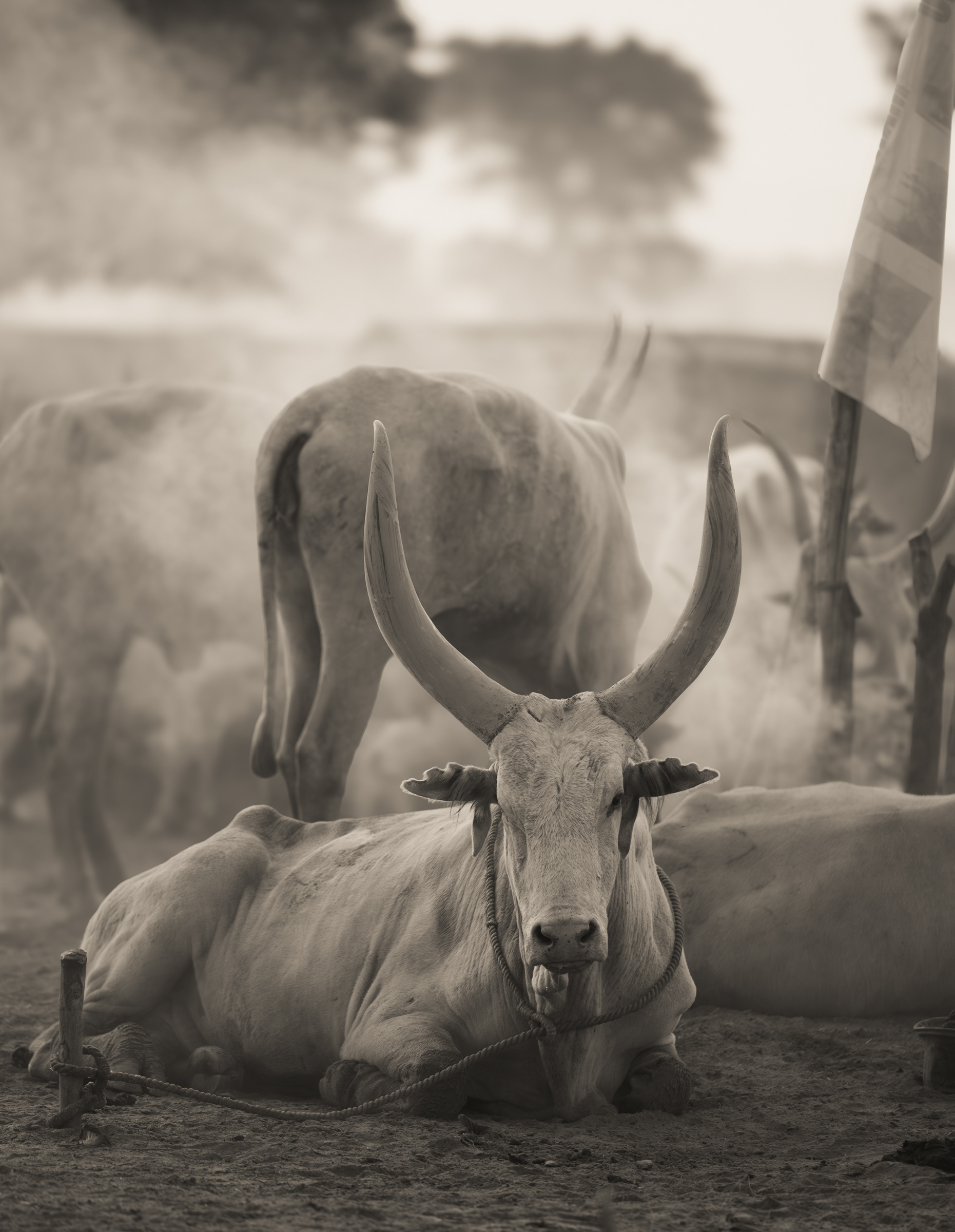 Mundari cattle camp near Juba