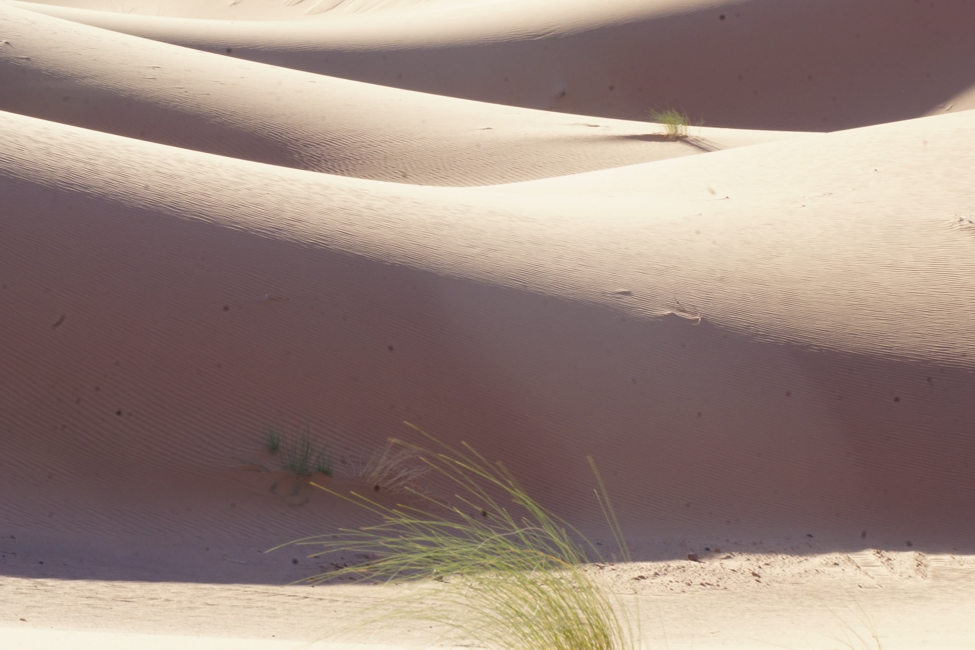 Dunes of eastern border near Algeria 