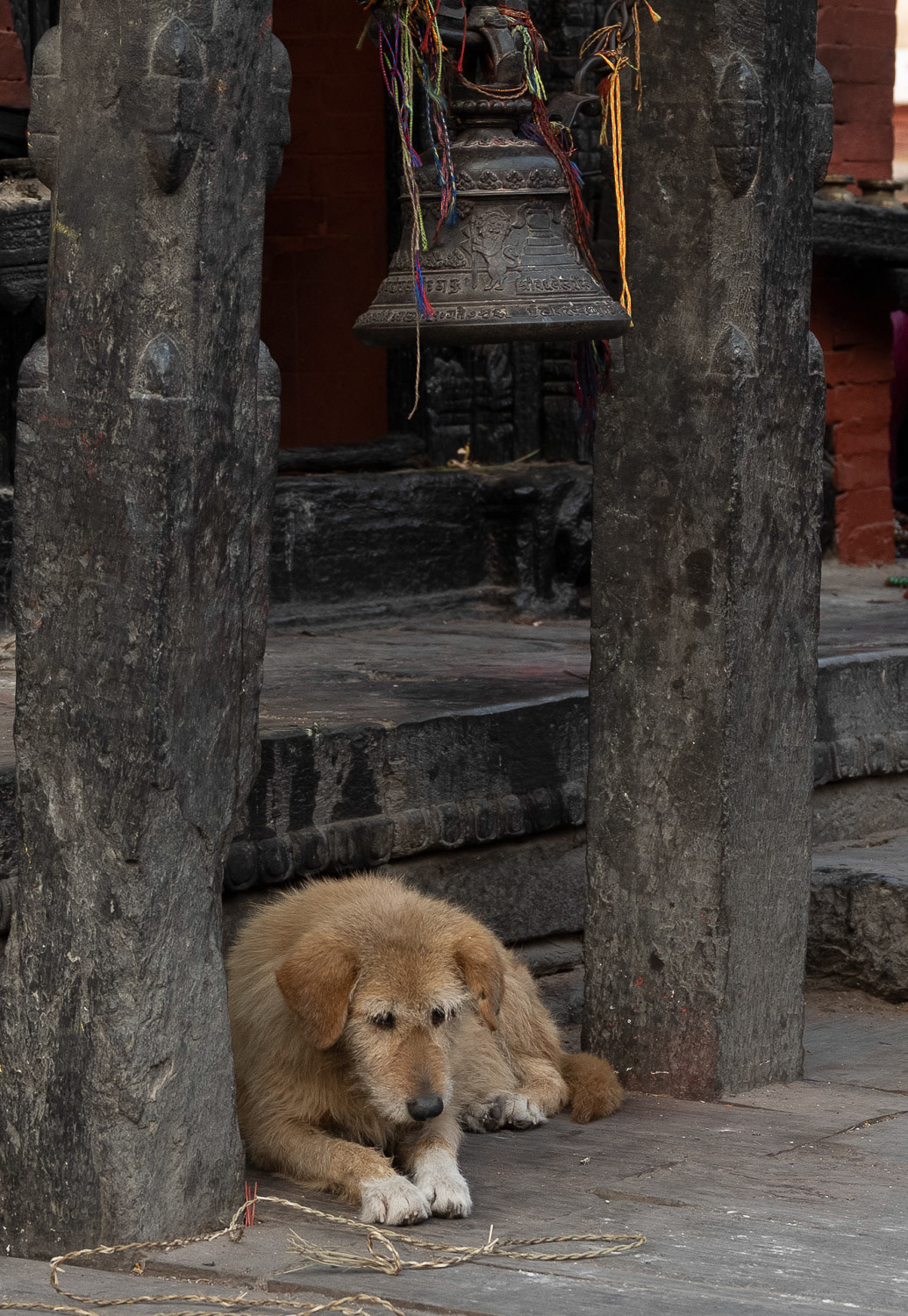 So many beautiful old dogs