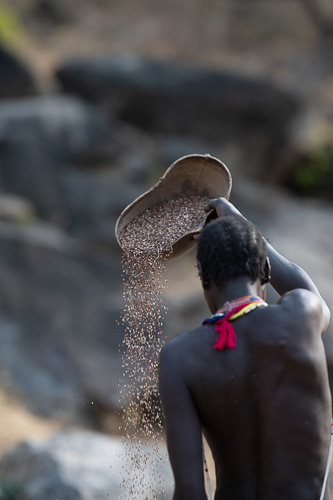 Sifting the chaffe from the sorghum seeds