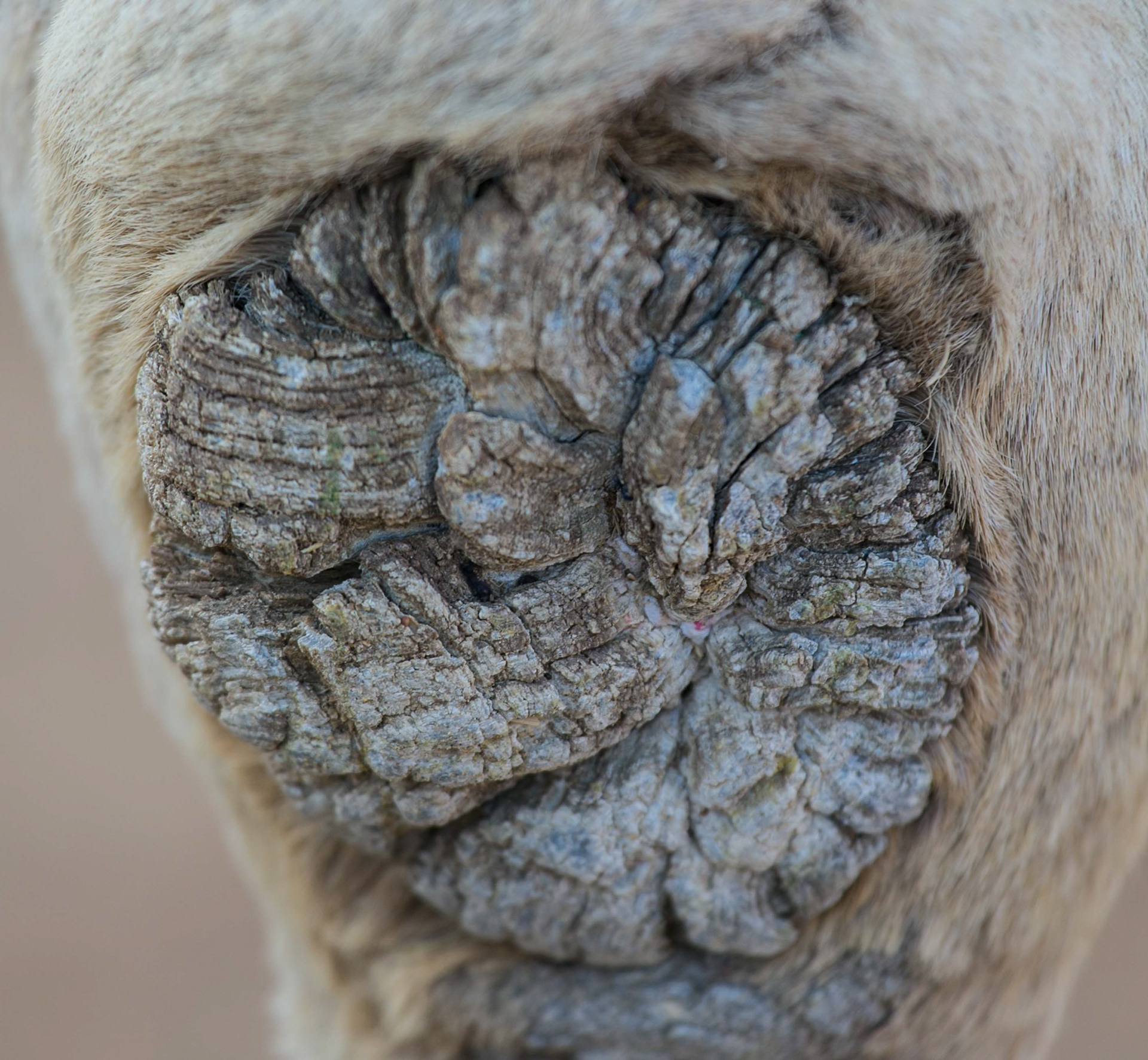 Camels knee