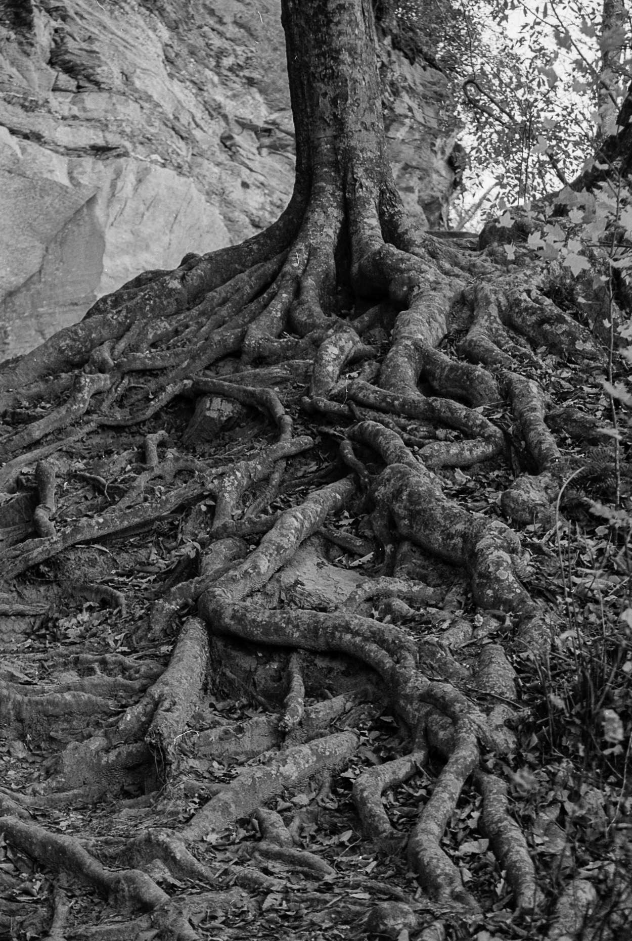 untitled 33, (12x18 Giclée Print) $200.00