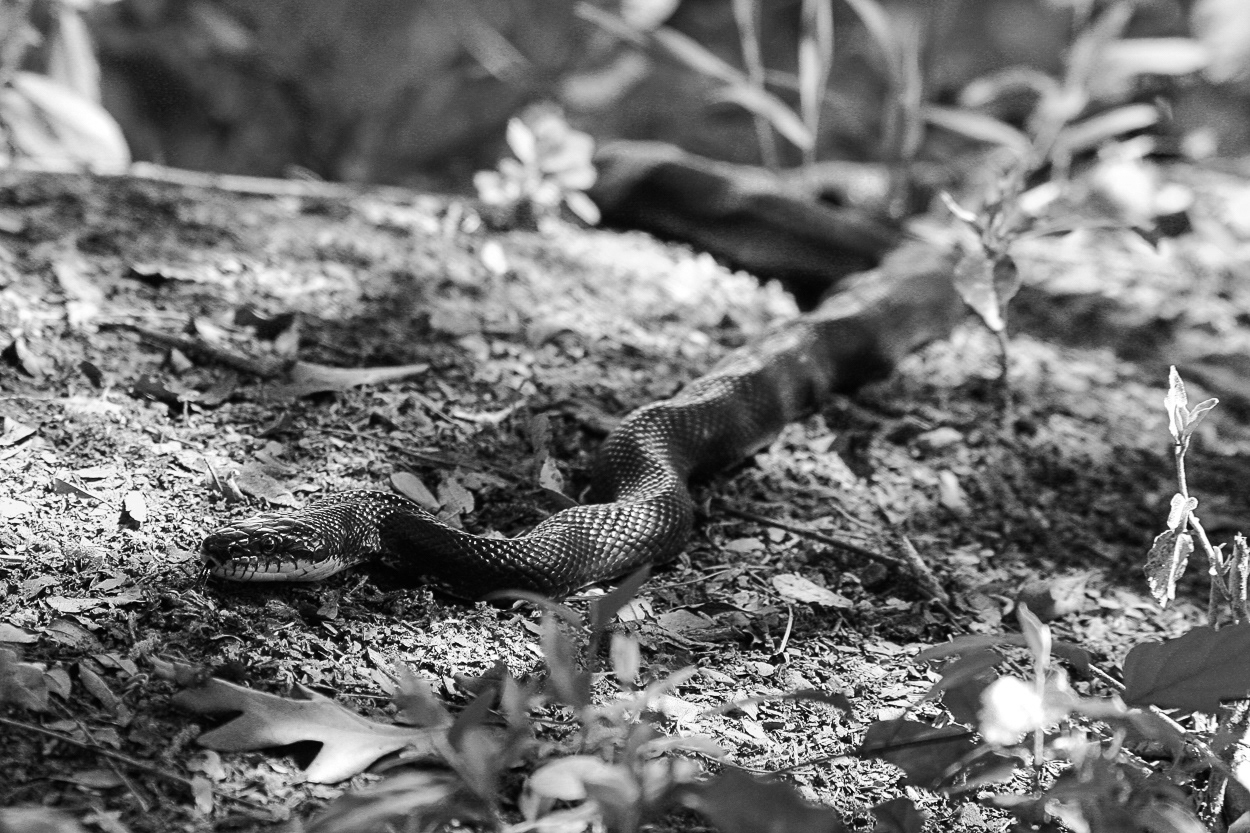 untitled 6, (12x18 Giclée Print) $200.00