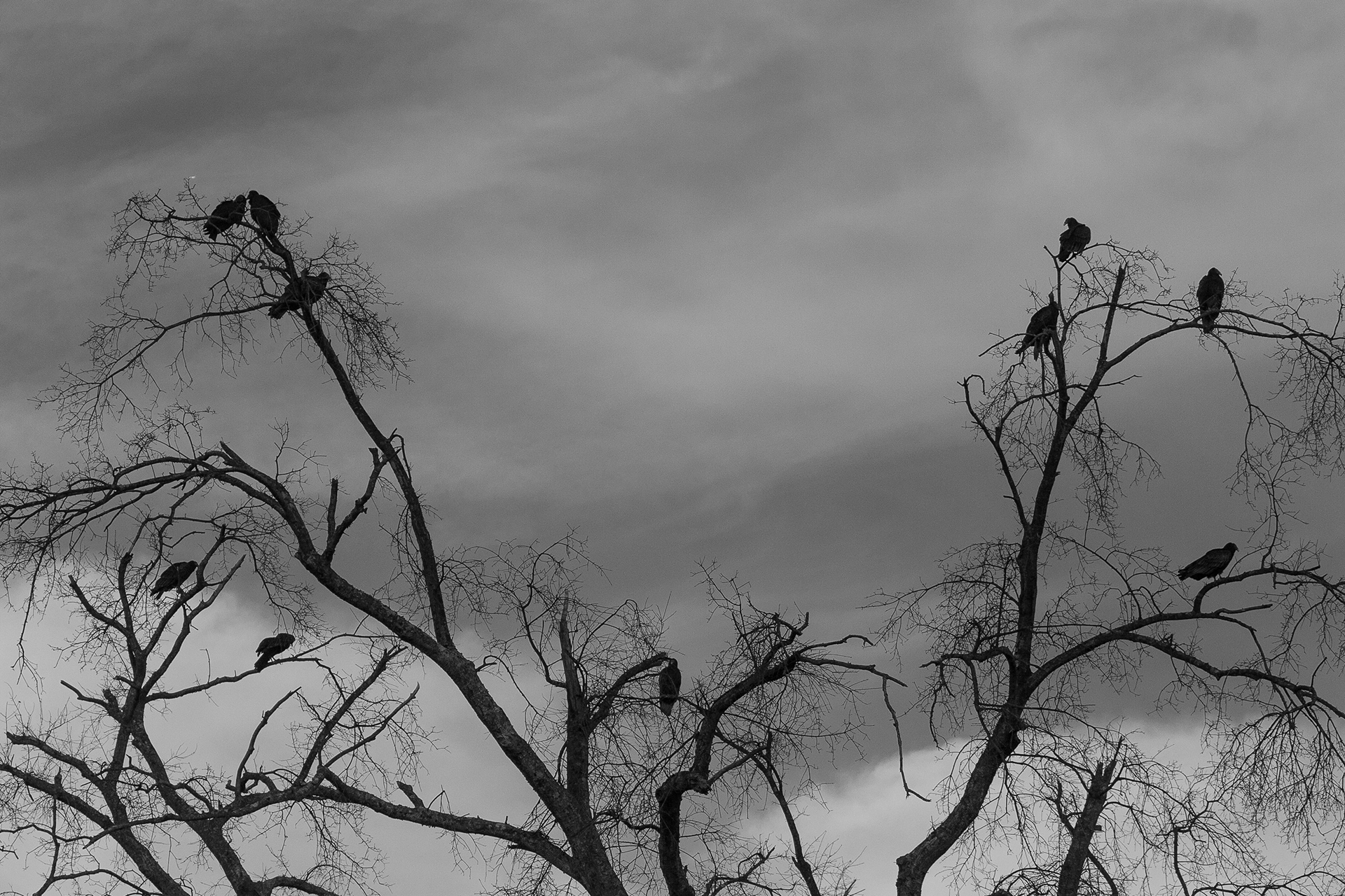 untitled 24, (12x18 Giclée Print) $200.00