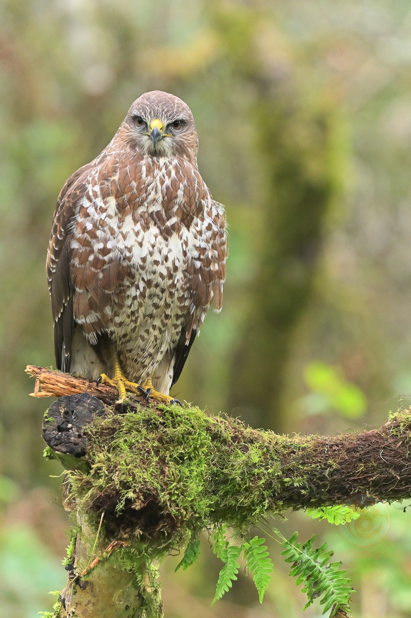 Buzzard - Nikon D780 - Sigma 150-600mm