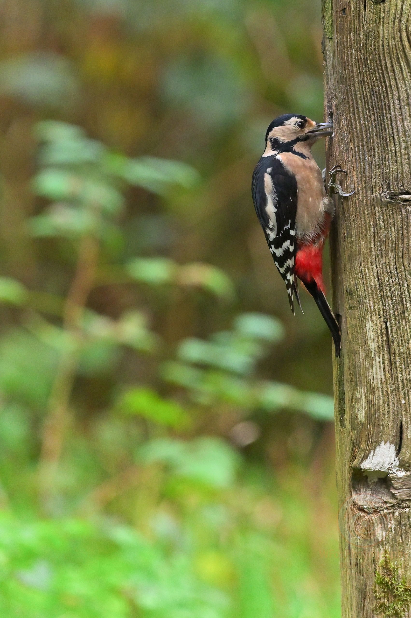 Woodpecker - Nikon D780 - Sigma 150-600mm